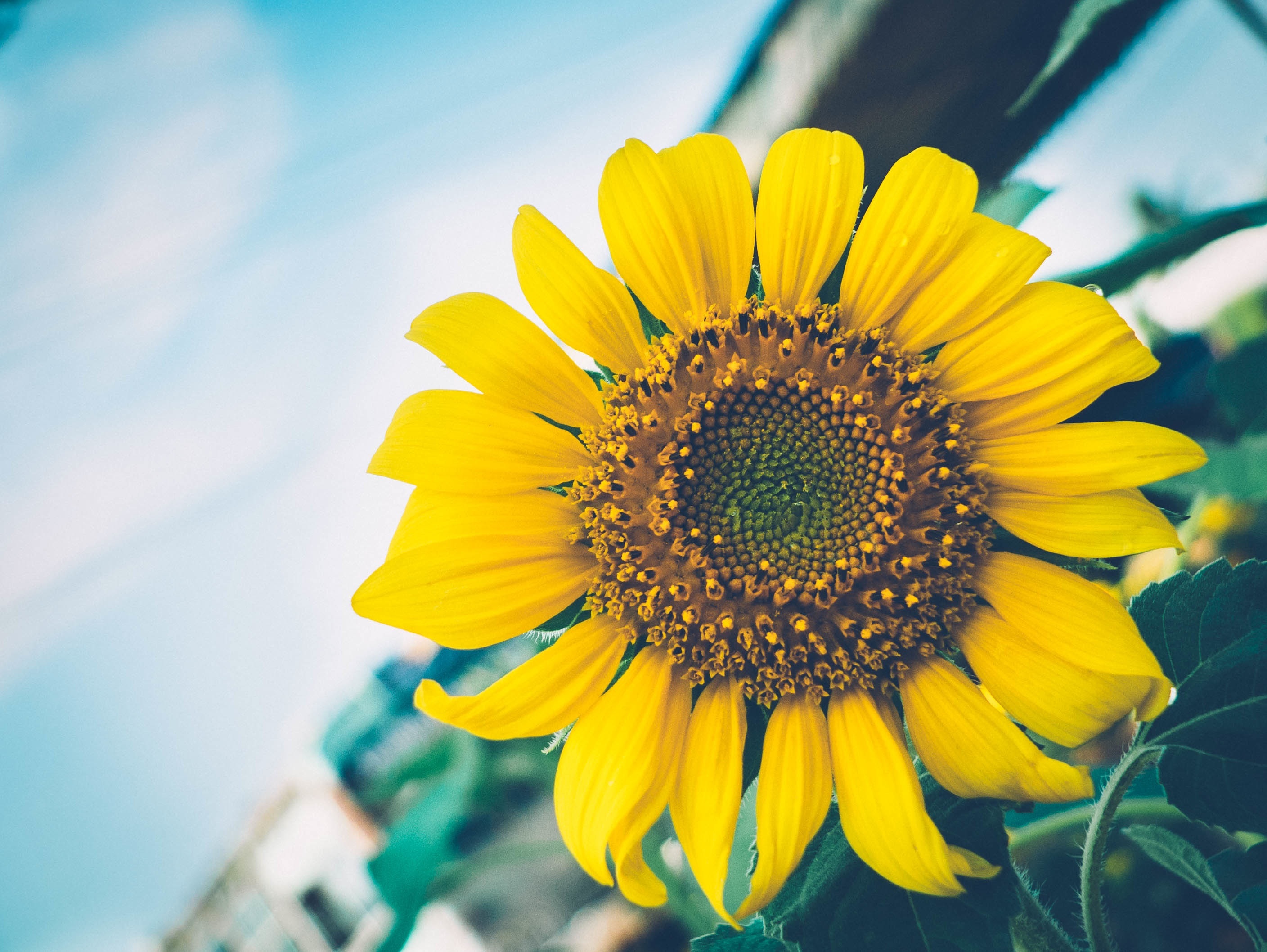 Sunflower HD download for free