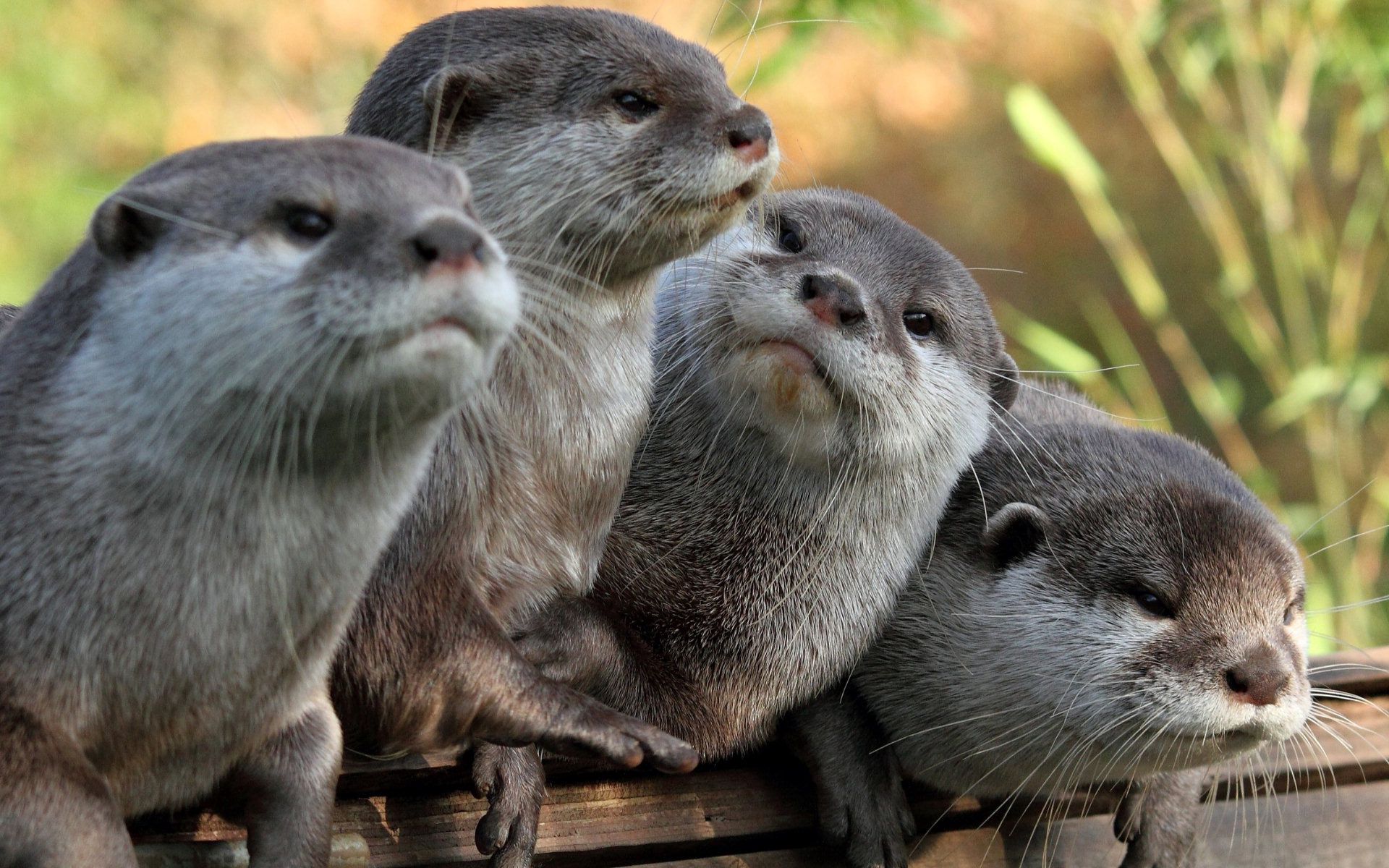 53874 Bildschirmschoner und Hintergrundbilder Otters auf Ihrem Telefon. Laden Sie tiere, sicht, meinung Bilder kostenlos herunter
