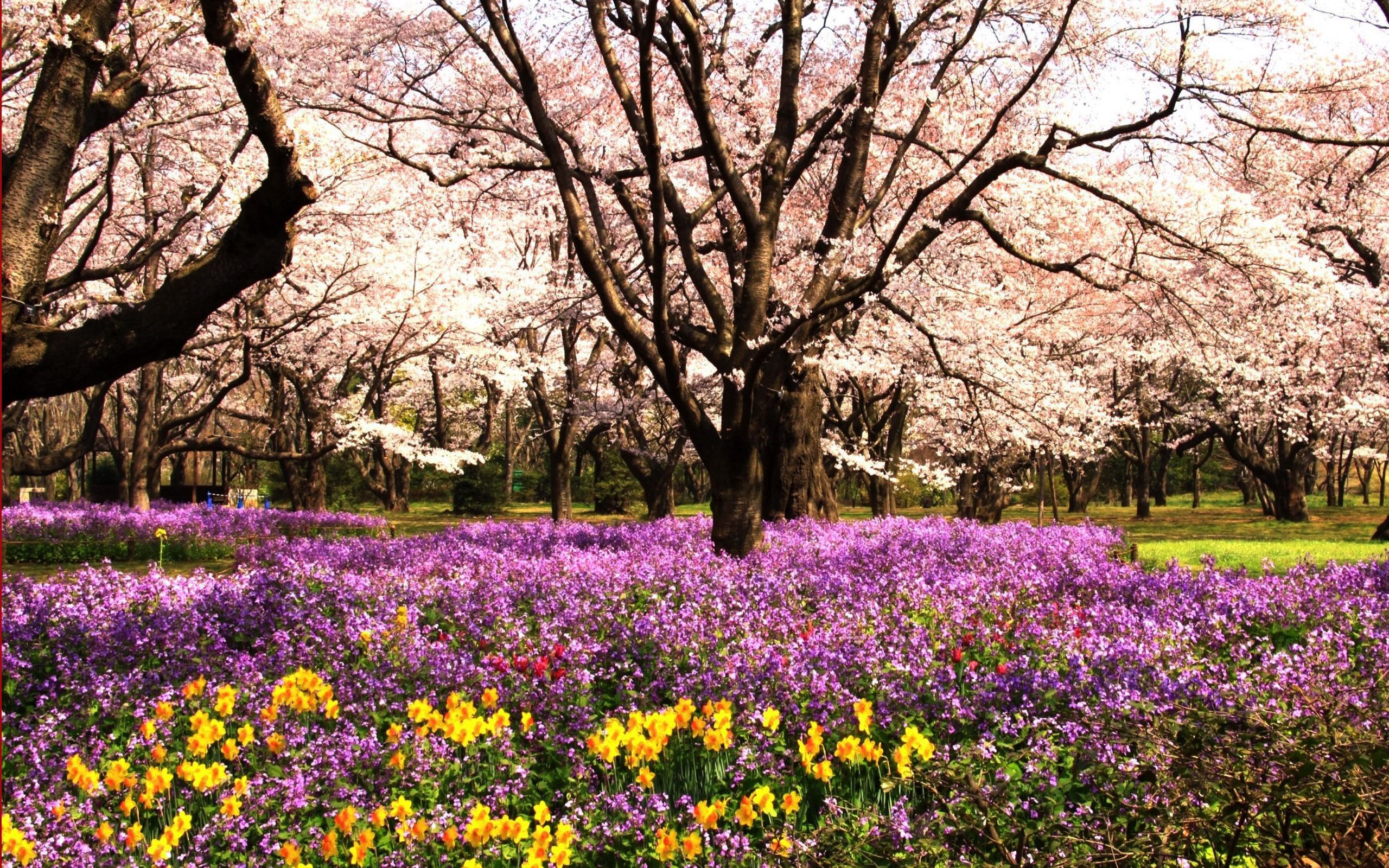 Images & Pictures flowers, trees, flowerbed, park Flower Bed