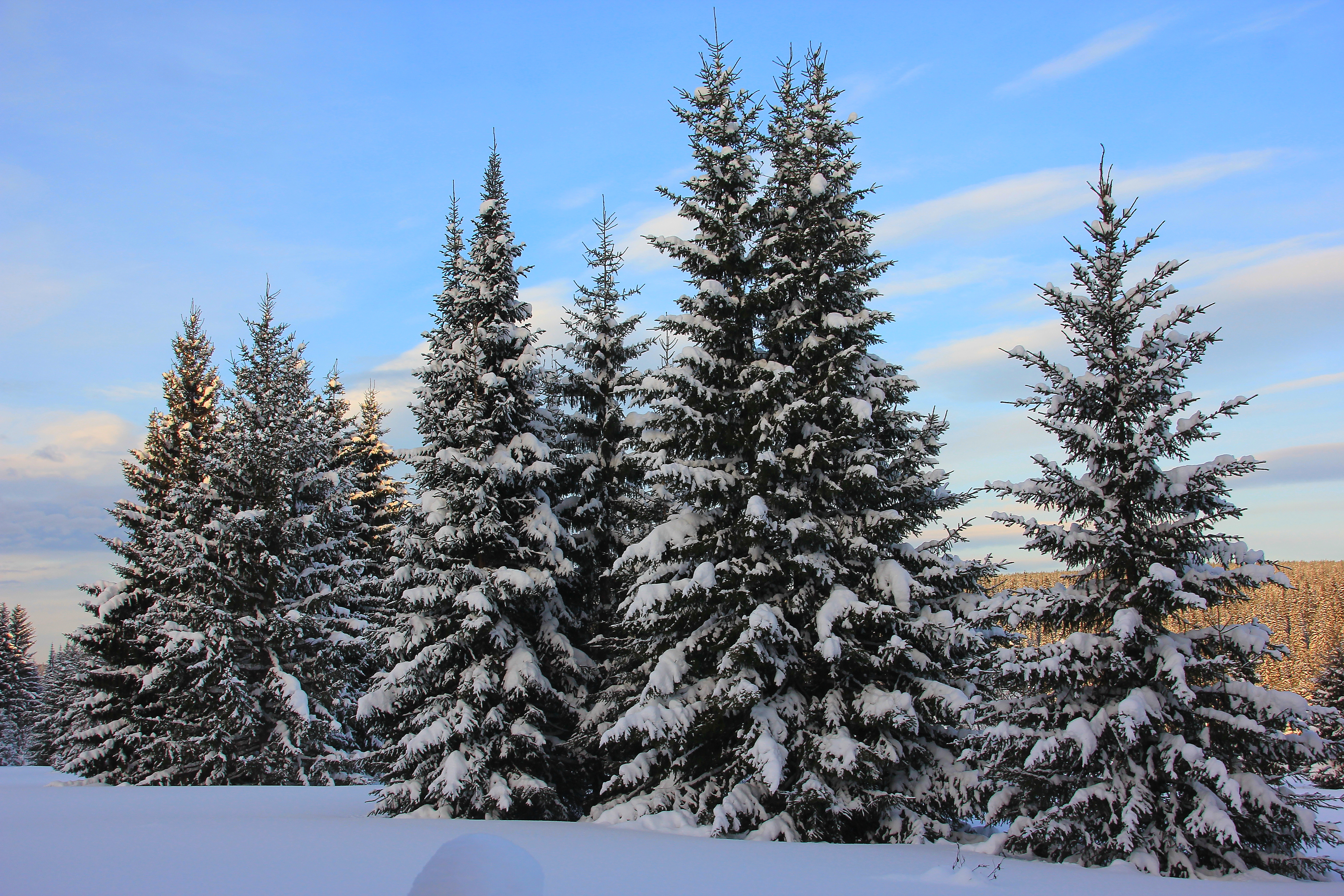 earth, winter, fir, forest, snow, tree 4K Ultra