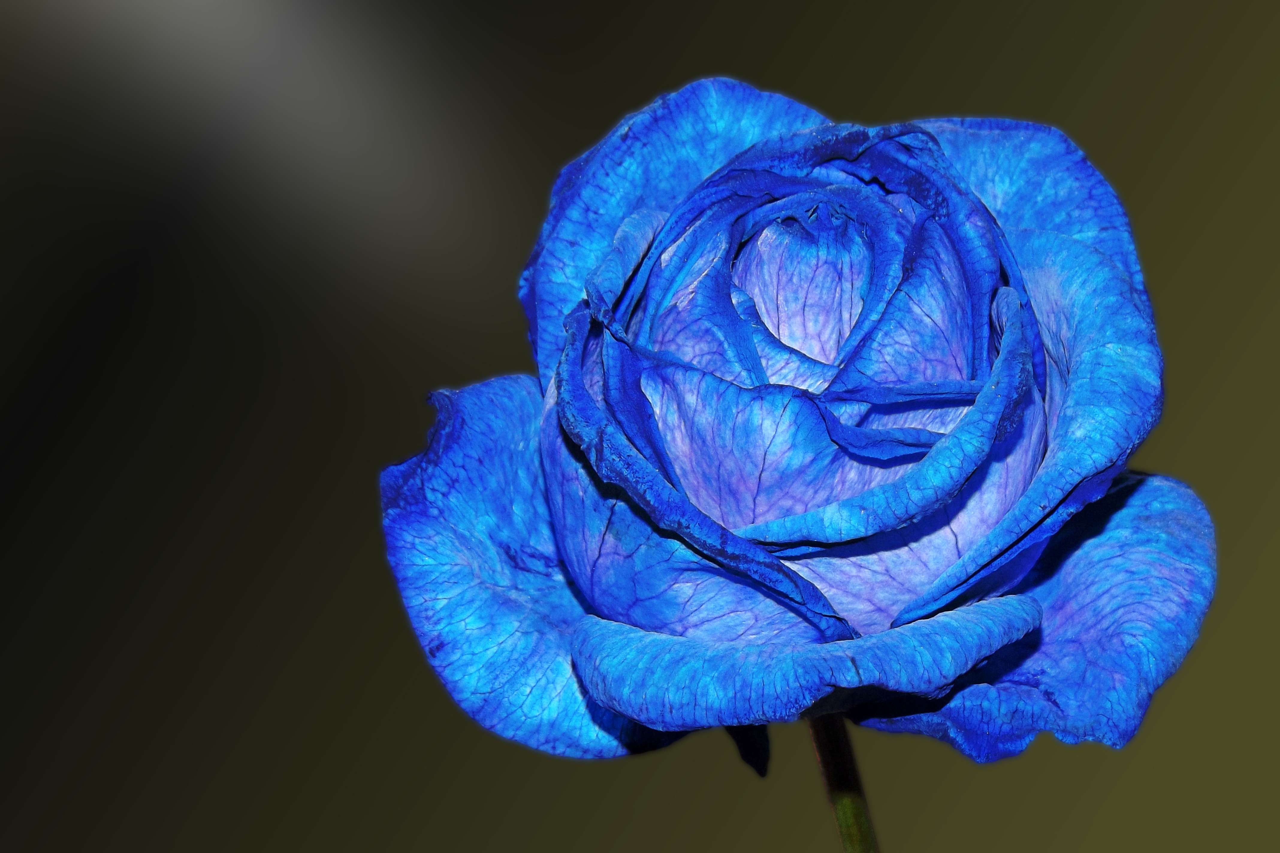 flowers, petals, bud, blue rose mobile wallpaper