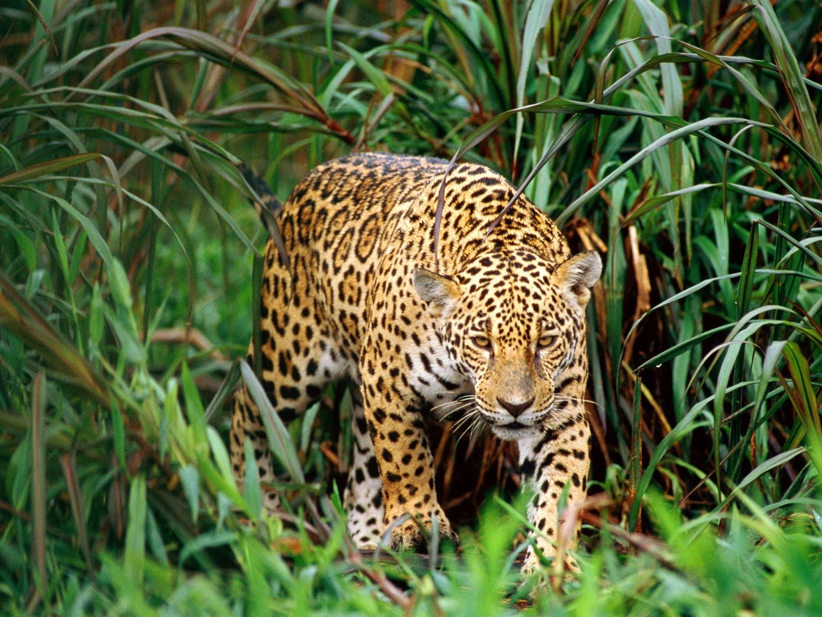 611 Bild herunterladen tiere, leopards - Hintergrundbilder und Bildschirmschoner kostenlos