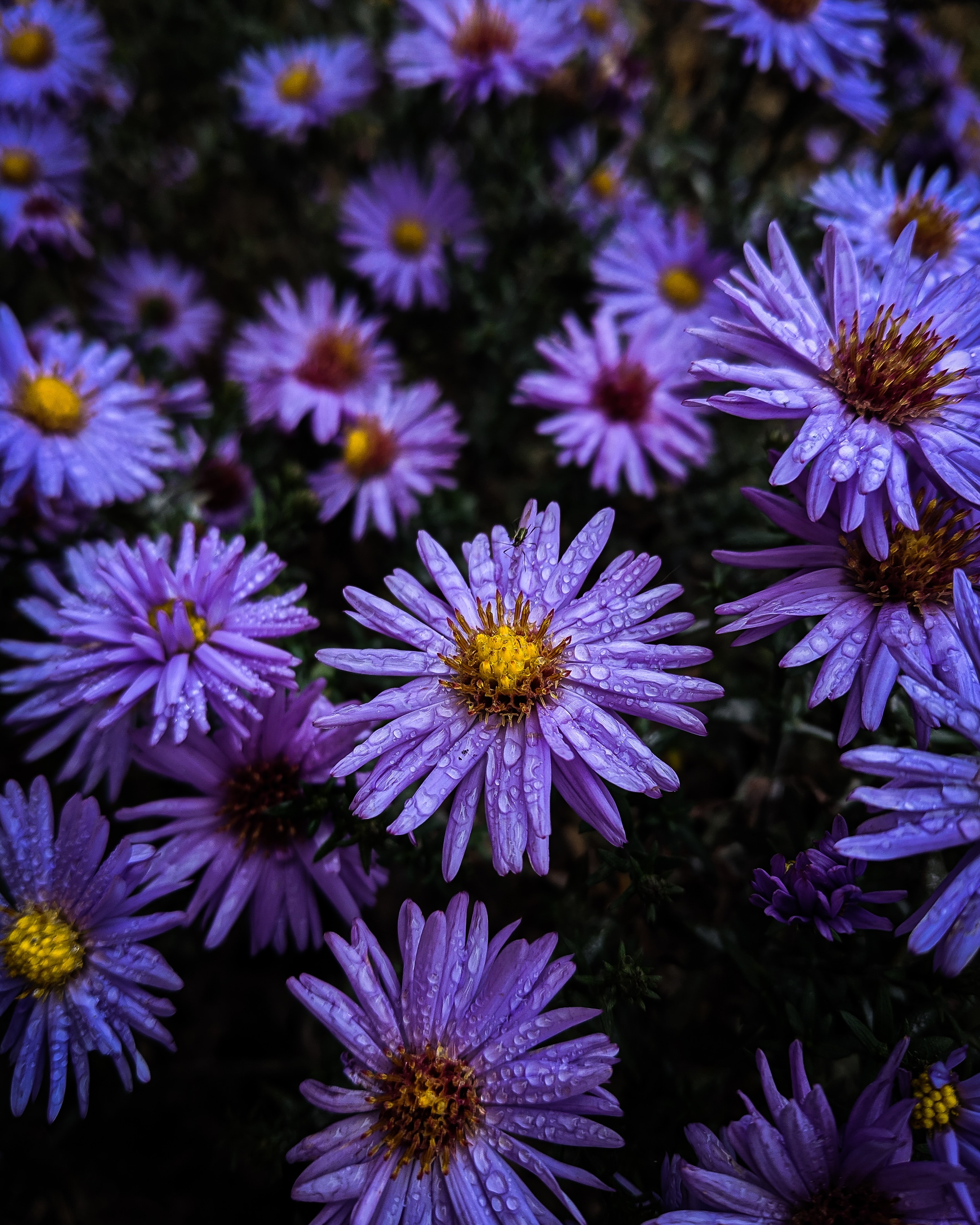 4K Phone Wallpaper flowers, drops, purple, violet