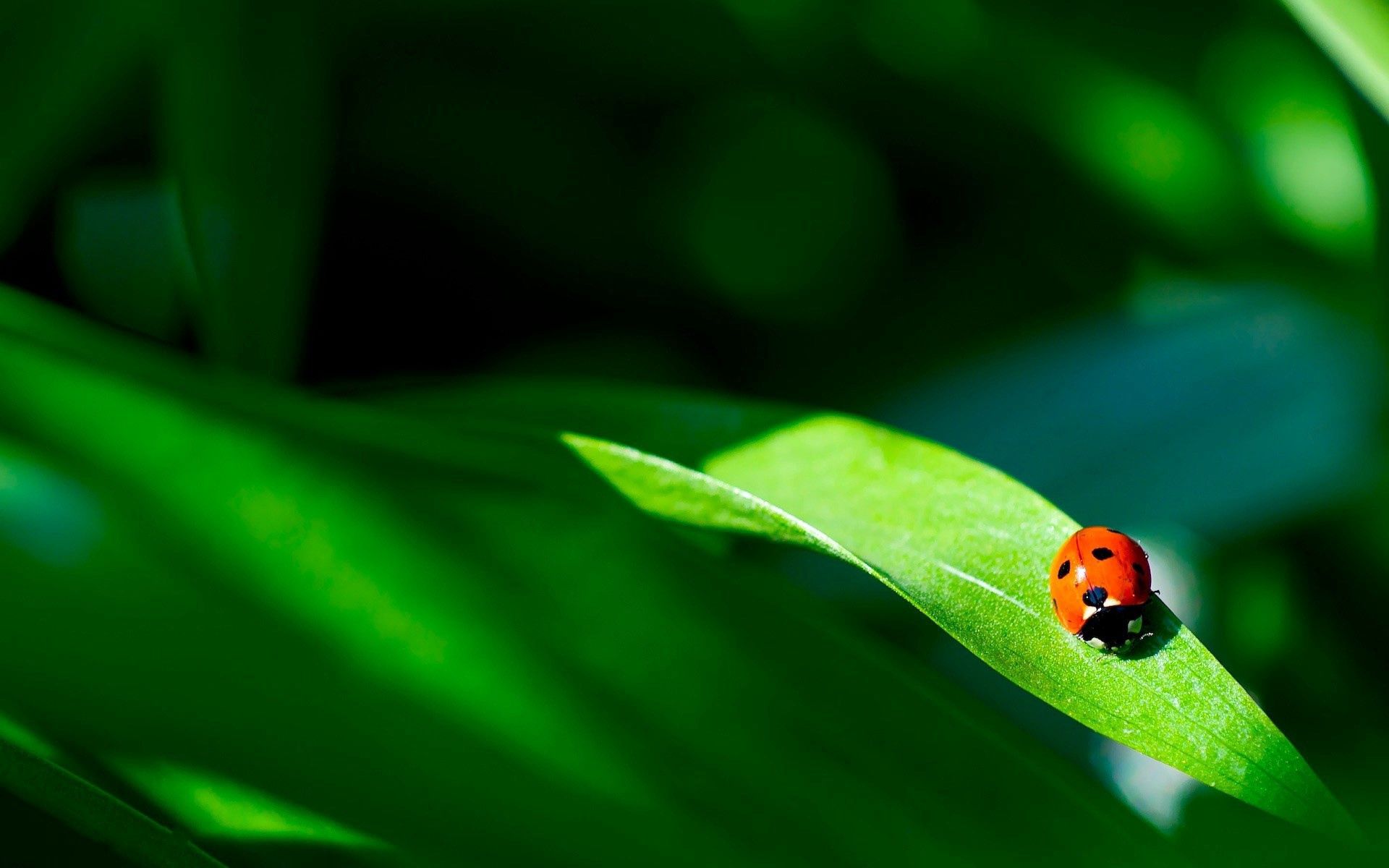 125306 Hintergrundbilder und Ladybird Bilder auf dem Desktop. Laden Sie grün, marienkäfer, makro, pflanze Bildschirmschoner kostenlos auf den PC herunter