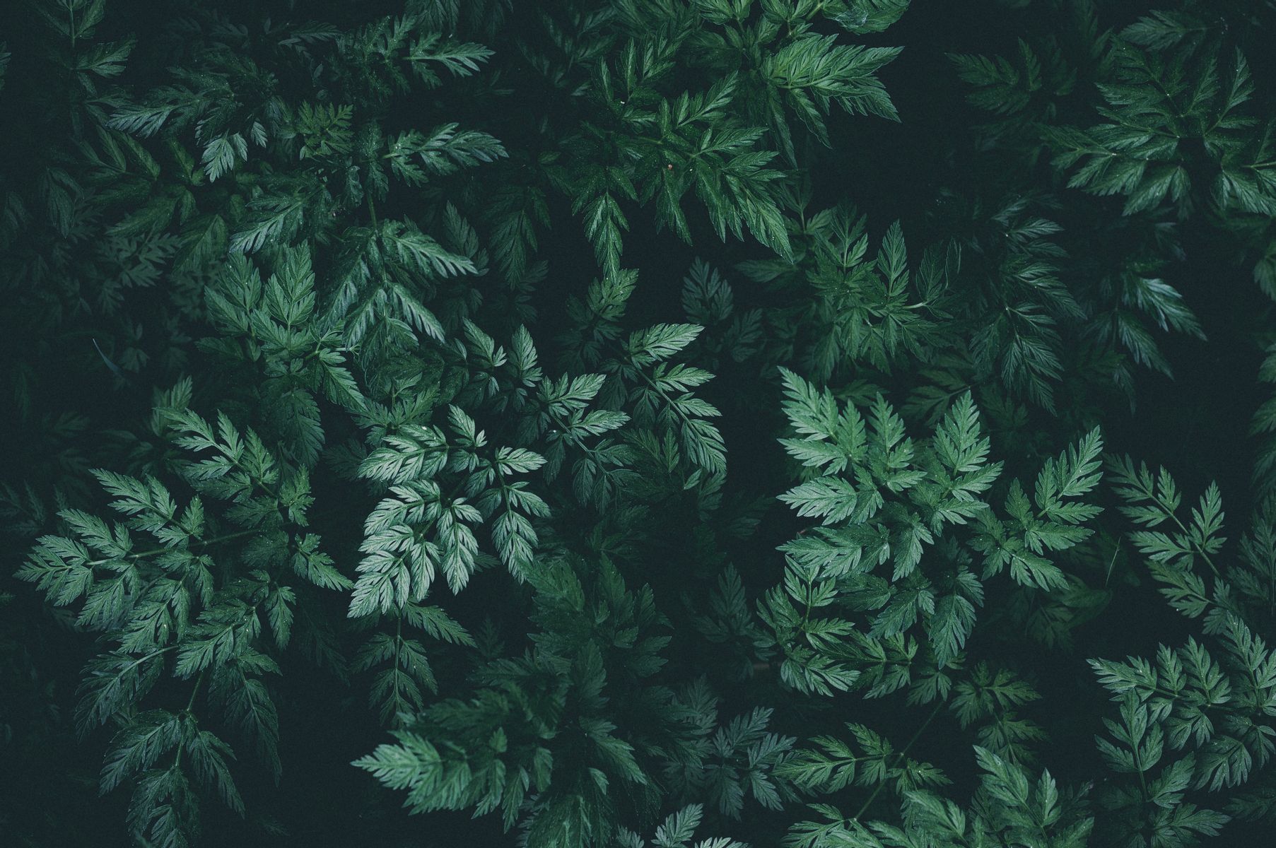 Download mobile wallpaper: Macro, Dark, Leaves, Plant, free. 79776.