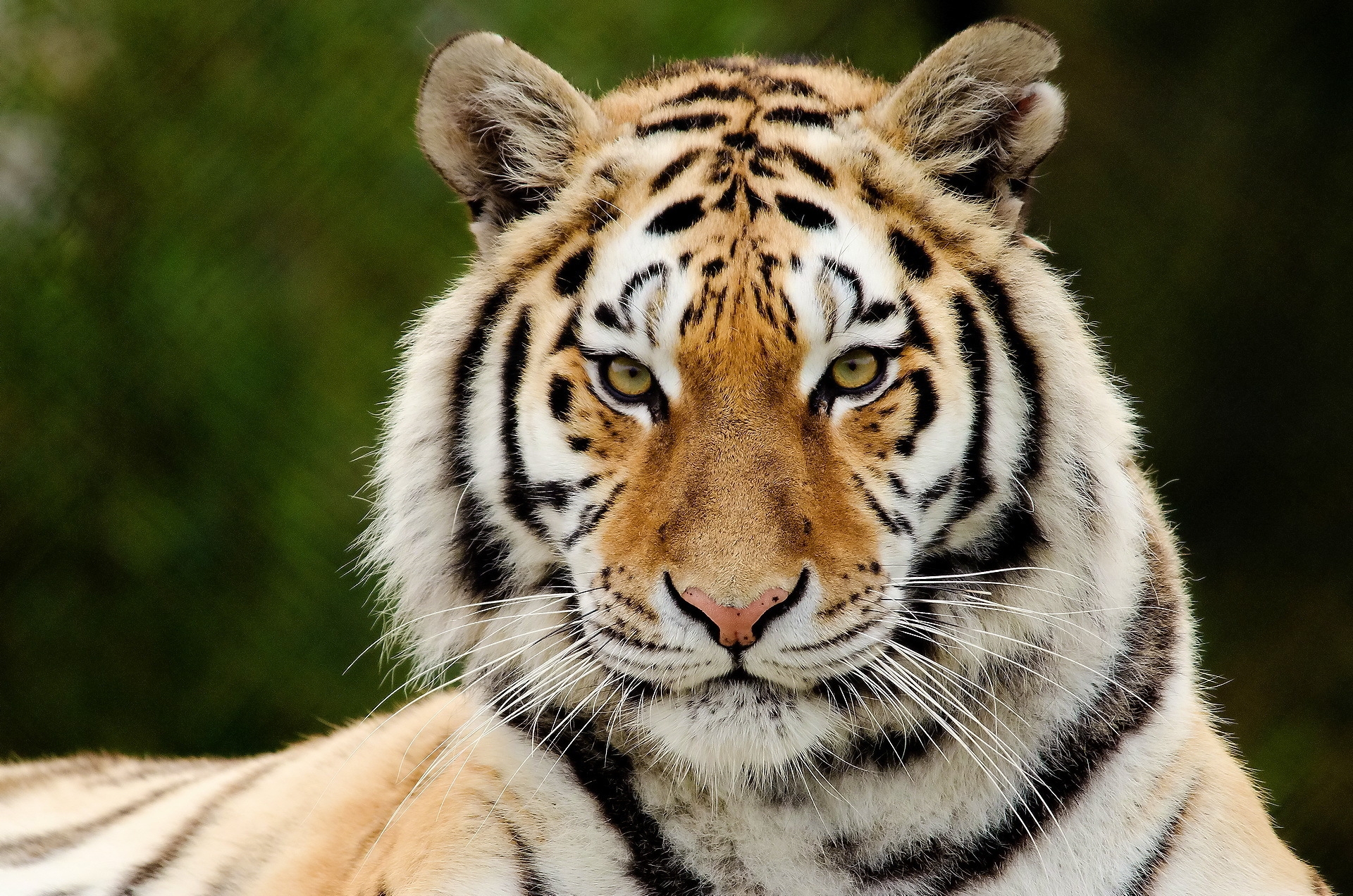 119684 Bild herunterladen tiger, tiere, schnauze, raubtier, predator, große katze, big cat, sicht, meinung, überraschung, erstaunen - Hintergrundbilder und Bildschirmschoner kostenlos