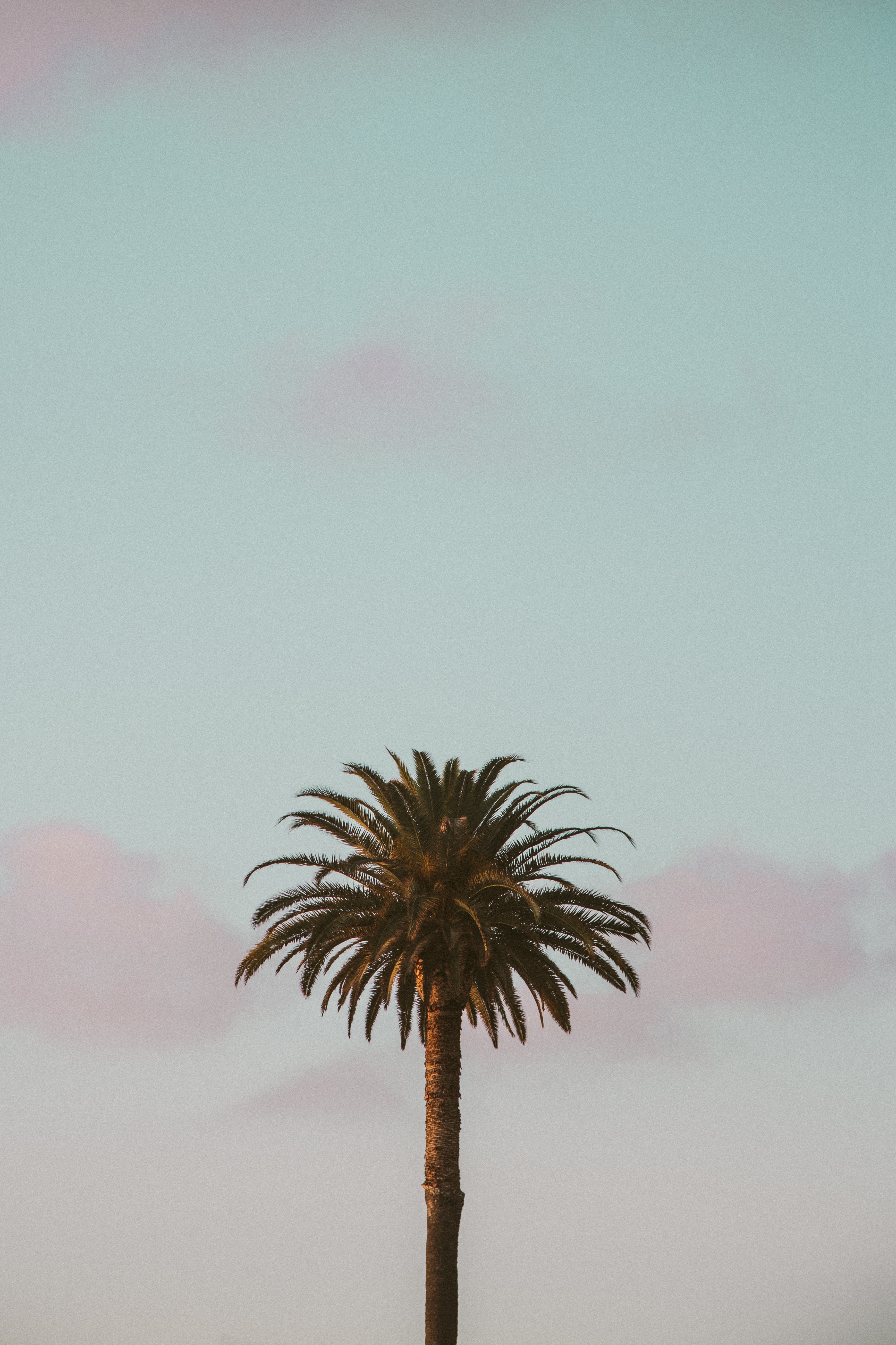 minimalism, tropics, sky Image for desktop