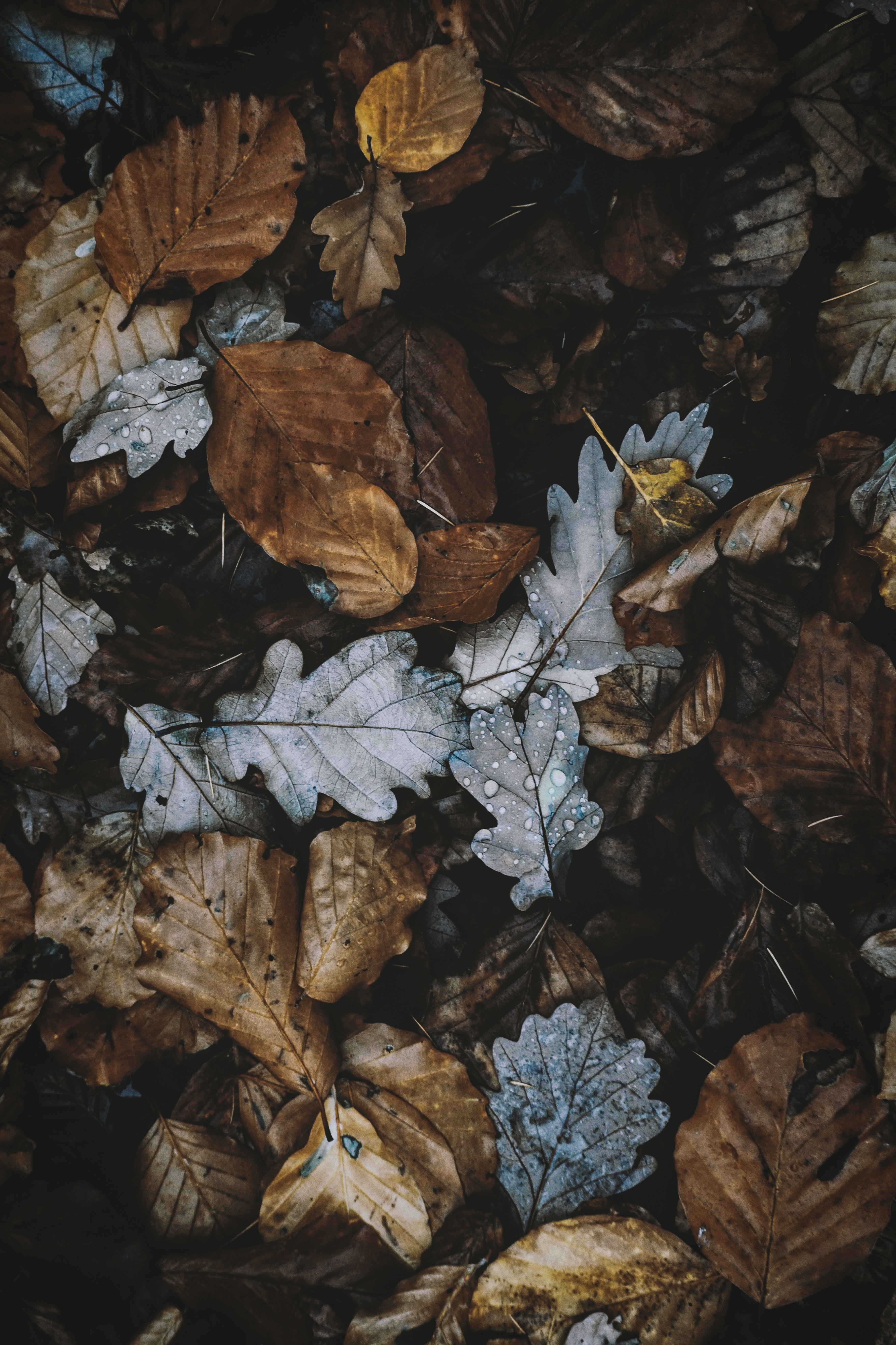 android leaves, foliage, autumn, dry, nature