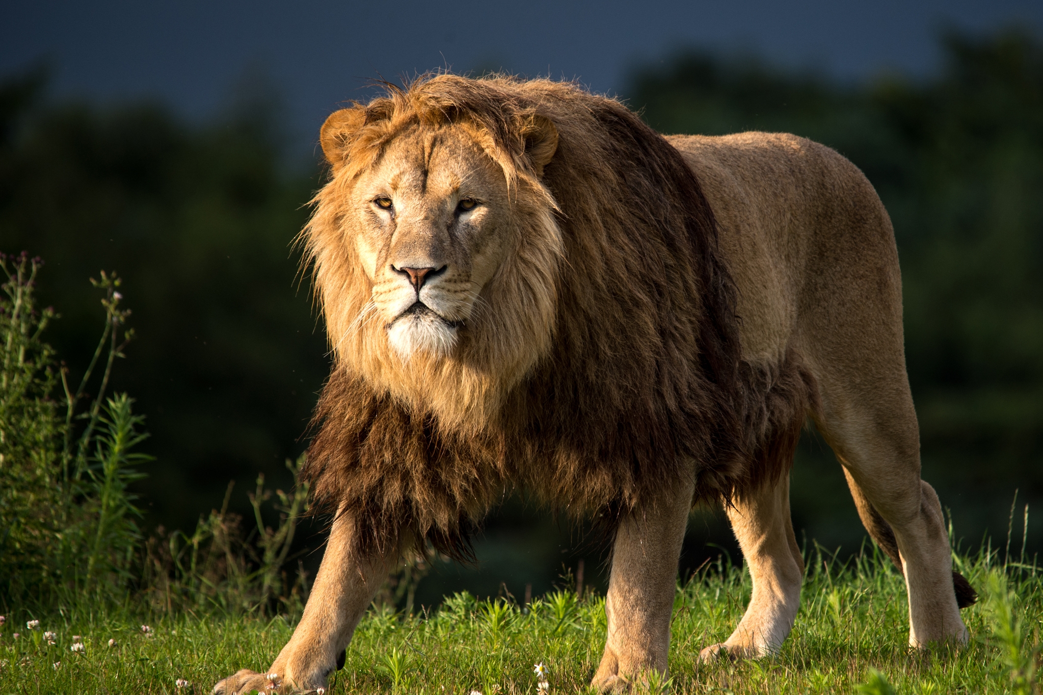 137072 Protetores de tela e papéis de parede Um Leão em seu telefone. Baixe leão, animais, juba, predador fotos gratuitamente