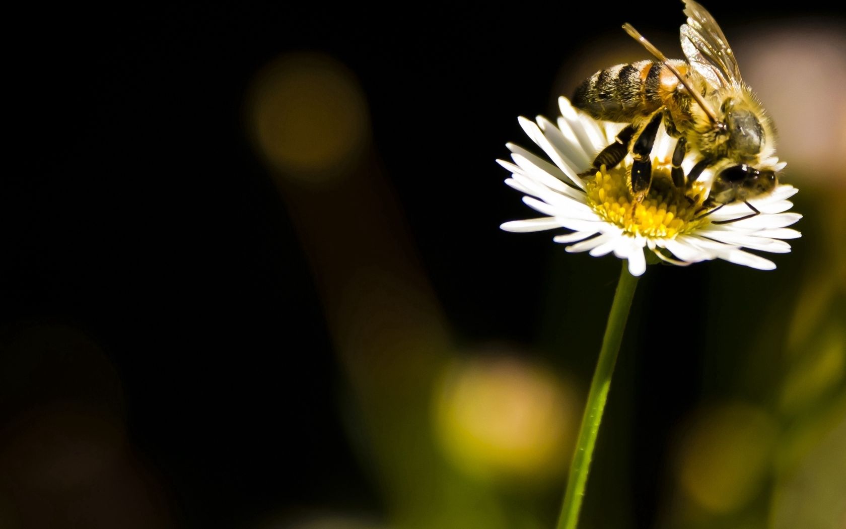 Handy-Wallpaper Blume, Makro, Insekt, Biene, Bestäubung kostenlos herunterladen.