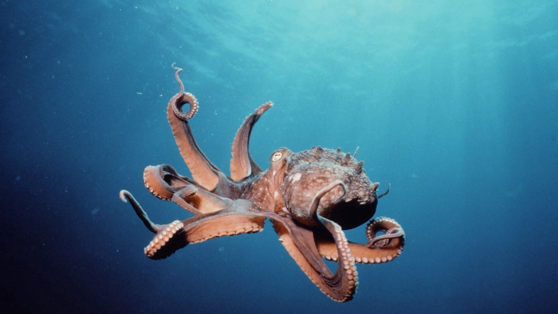 119483 Hintergrundbild herunterladen tiere, tintenfisch, tentakel, tentakeln, octopus, saugnäpfe, saugnapf - Bildschirmschoner und Bilder kostenlos