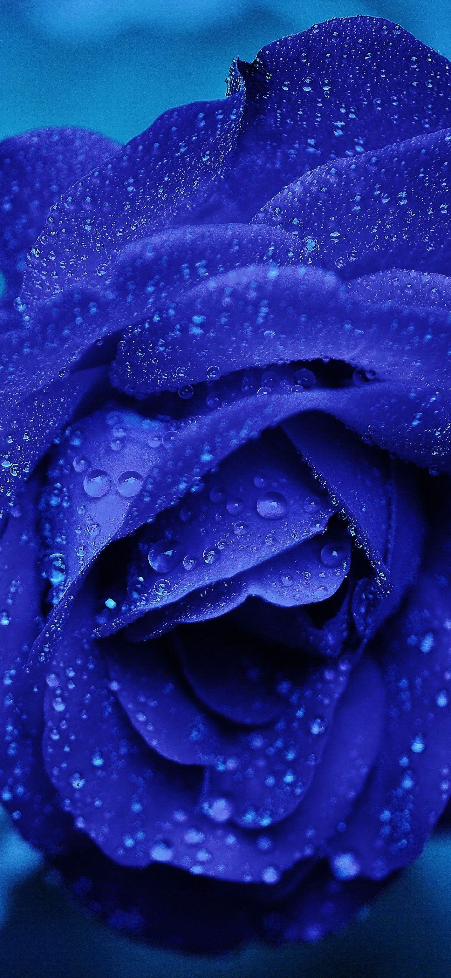 blue rose, rose, blue flower, flowers, water drop, earth iphone wallpaper