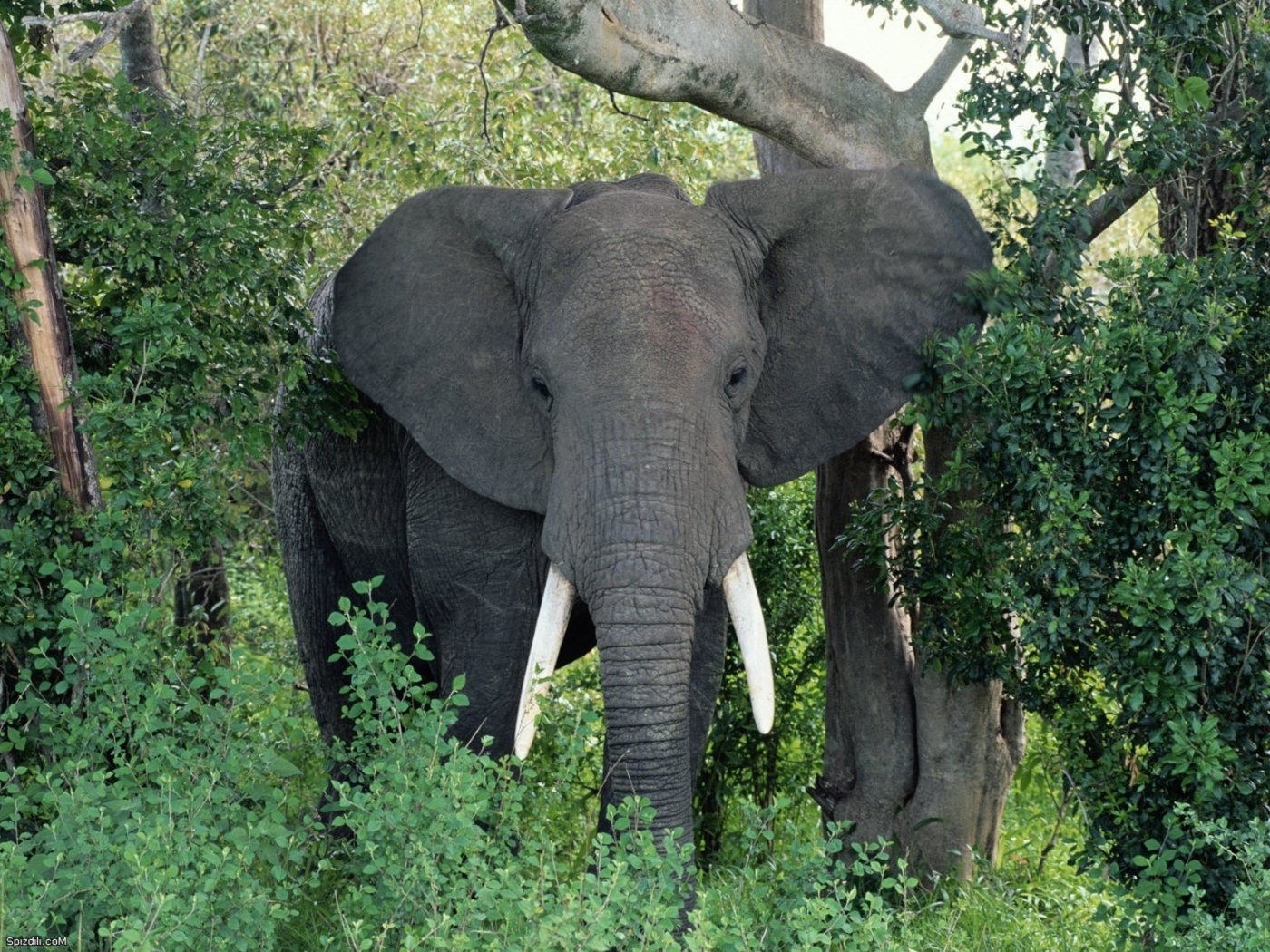 47064 Hintergrundbilder und Elephants Bilder auf dem Desktop. Laden Sie tiere Bildschirmschoner kostenlos auf den PC herunter