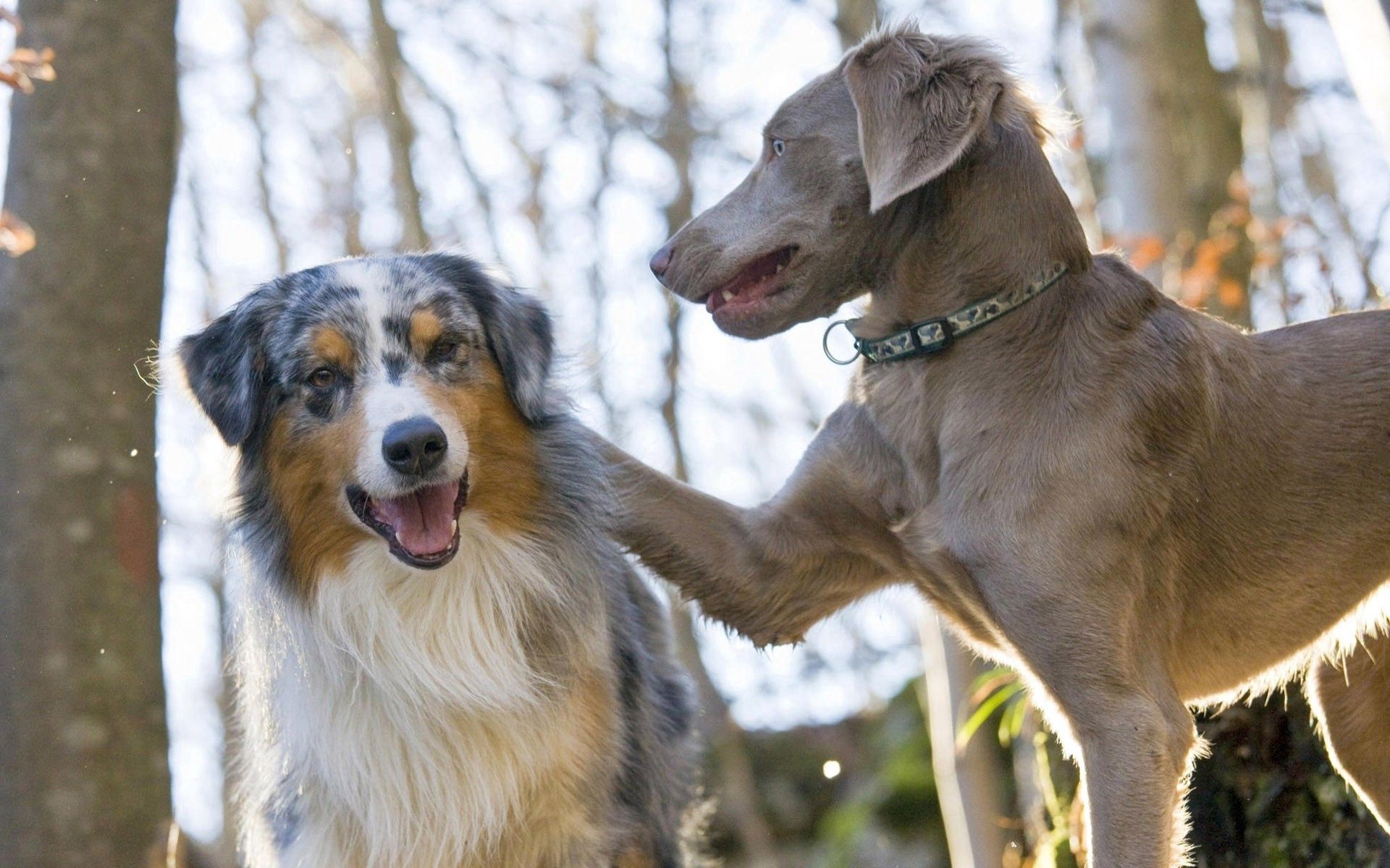Handy-Wallpaper Hunde, Tiere, Paar, Spielerisch, Spielerische, Pflege kostenlos herunterladen.