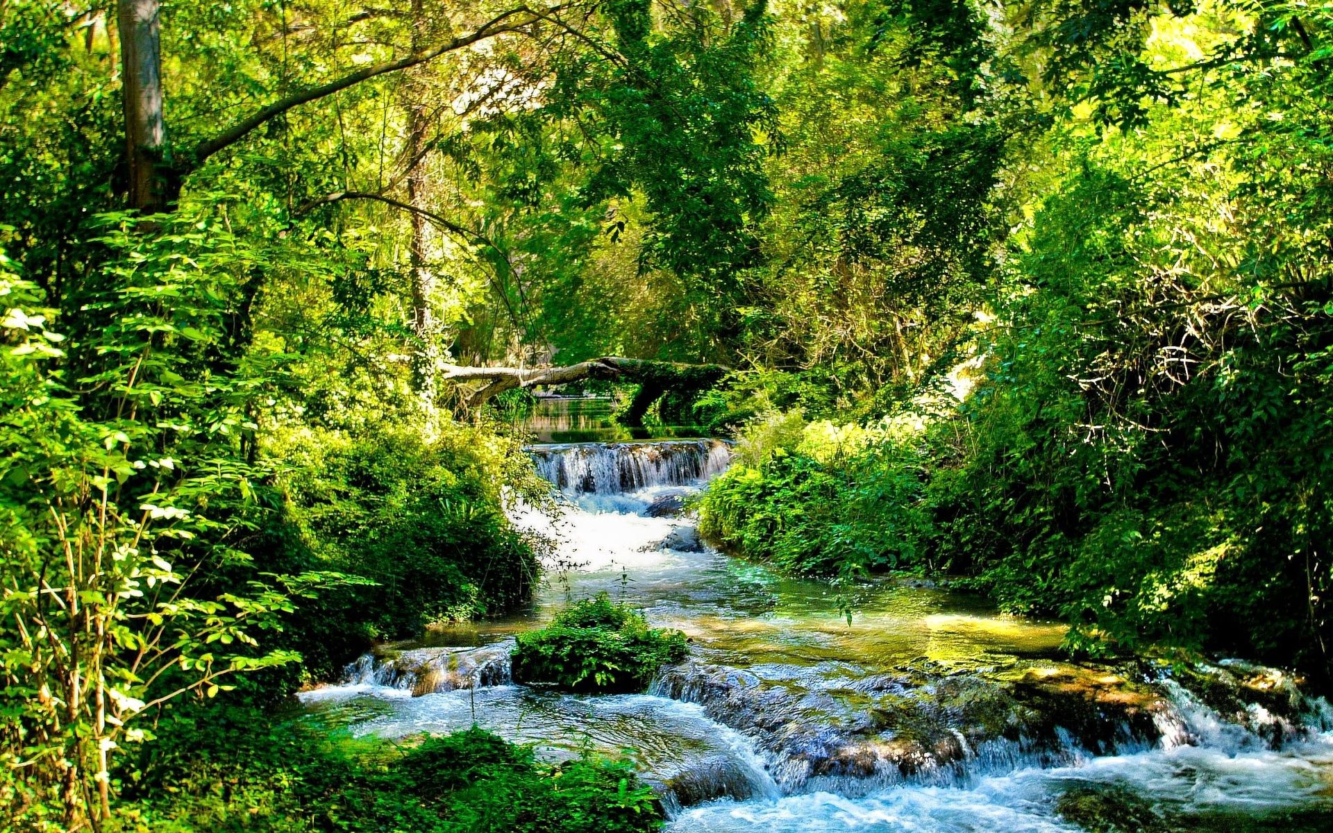 rivers, streams, green, nature, trees, shine, light, forest, branches, cascades, brook, creek, sunny, flows HD wallpaper