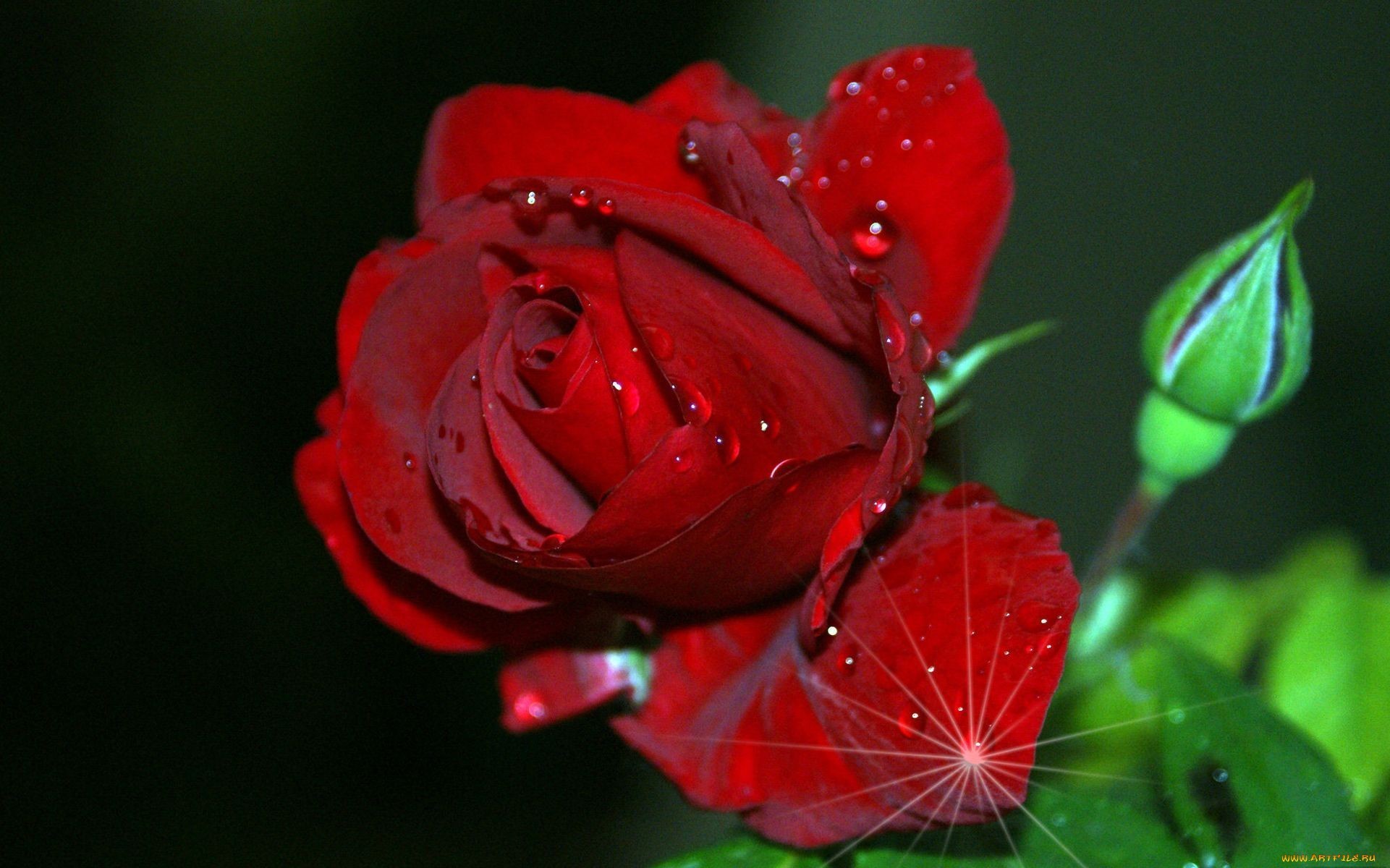 bud, earth, rose, flower, water drop, flowers