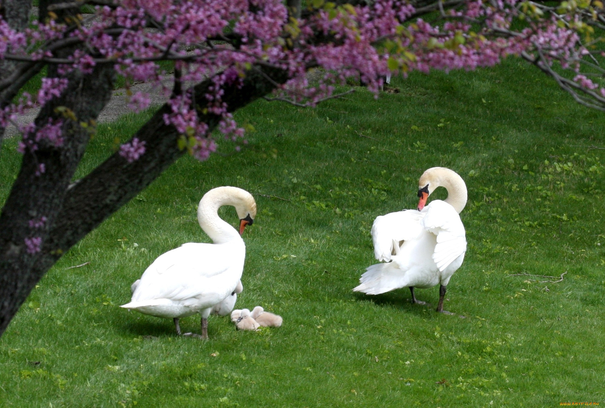 Laden Sie das Tiere, Blumen, Vögel, Grass, Swans, Holz, Baum, Entenküken-Bild kostenlos auf Ihren PC-Desktop herunter
