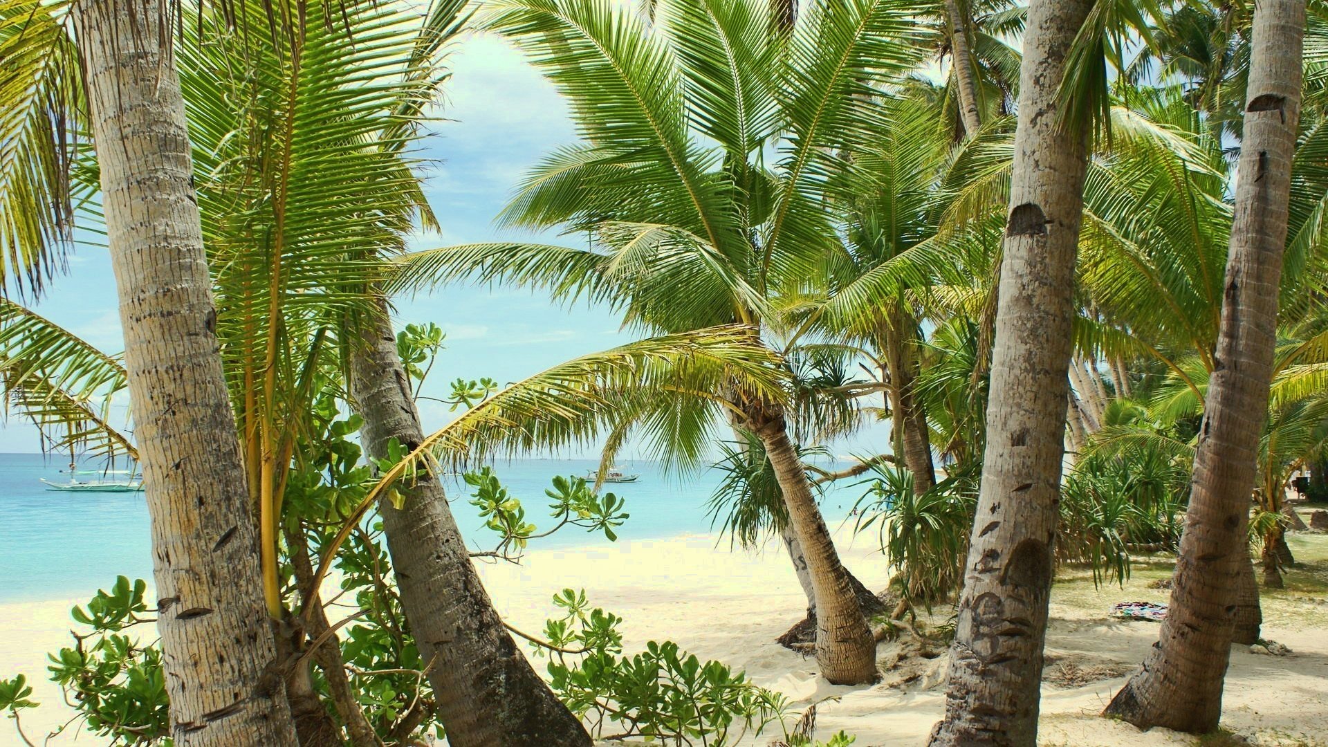 39261 завантажити шпалери зелений, пляж, пальми, пейзаж - заставки і картинки безкоштовно