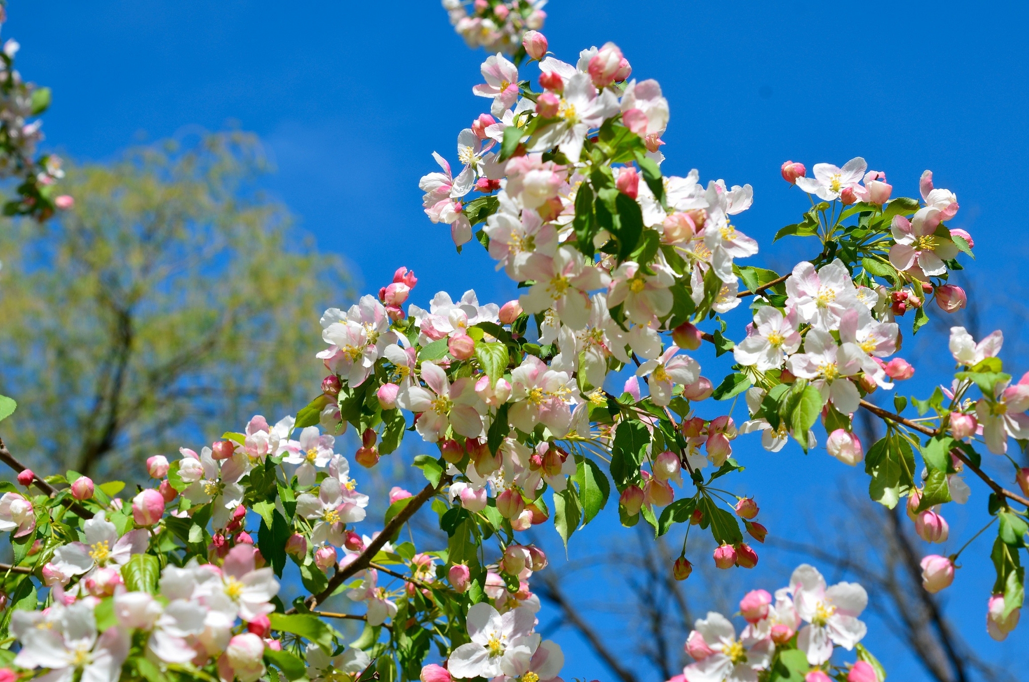 spring, nature, branches, bloom, flowering, apple tree