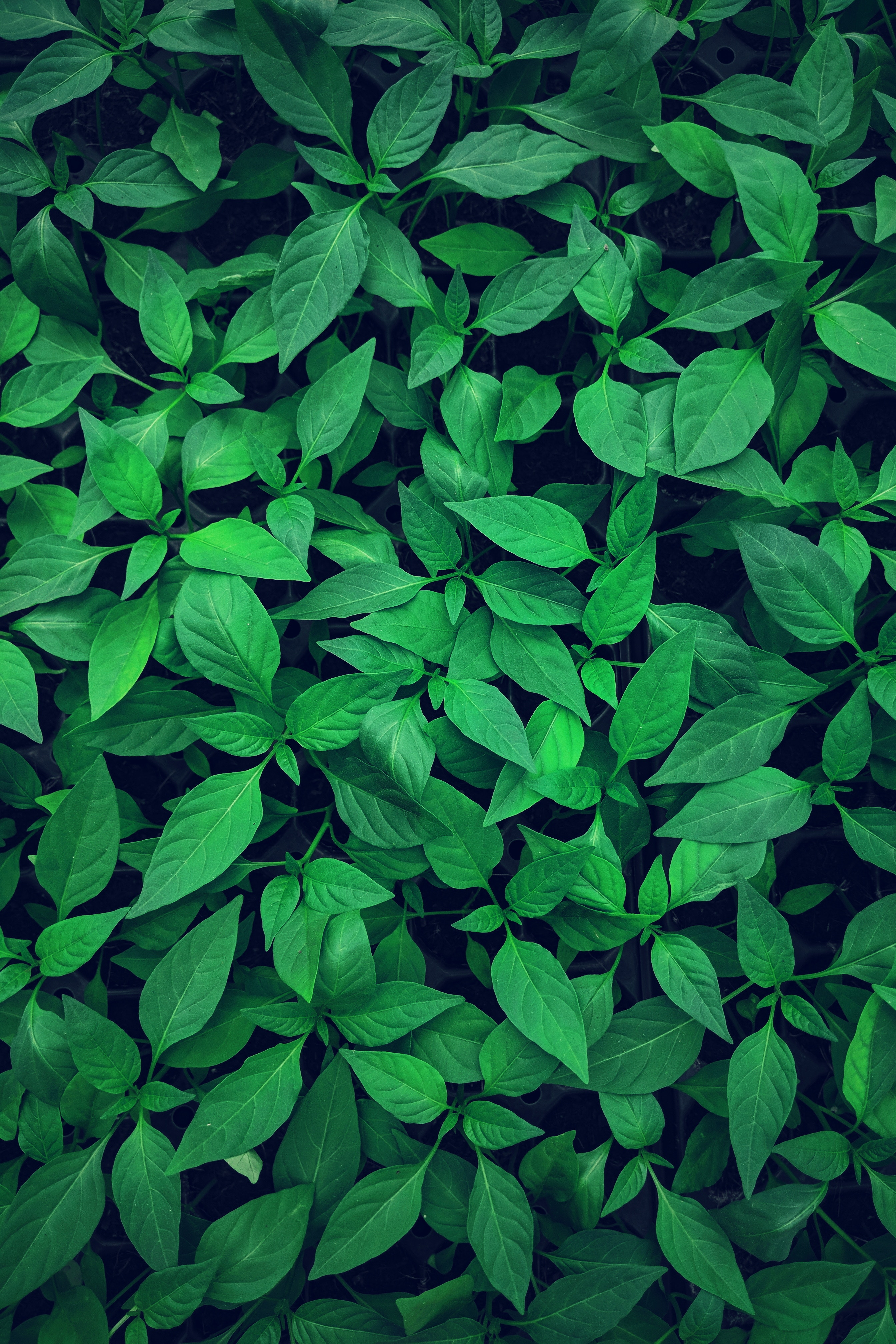 plant, green, nature, leaves, light, vegetation, light coloured High Definition image