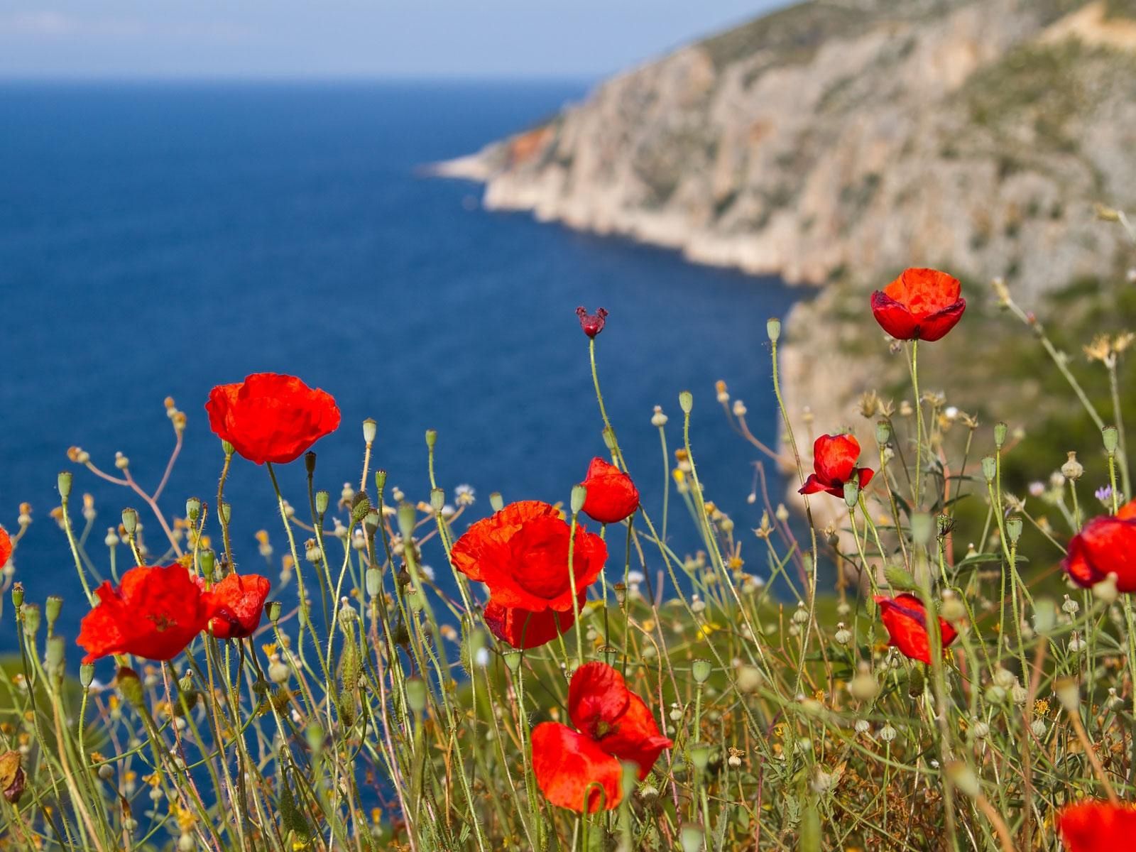 poppies, sea, flowers, mountains 4K iPhone