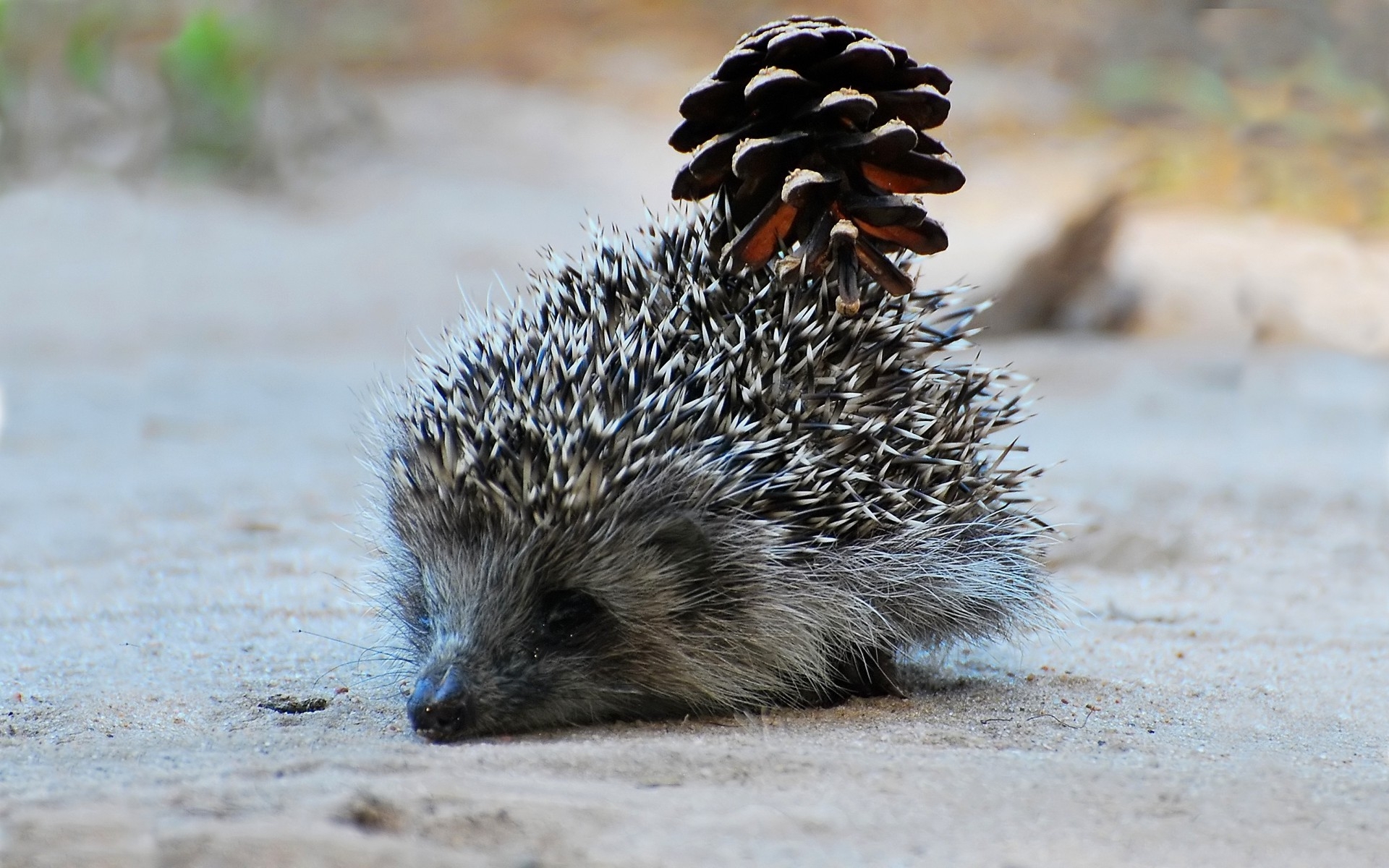 33828 download wallpaper animals, hedgehogs screensavers and pictures for free