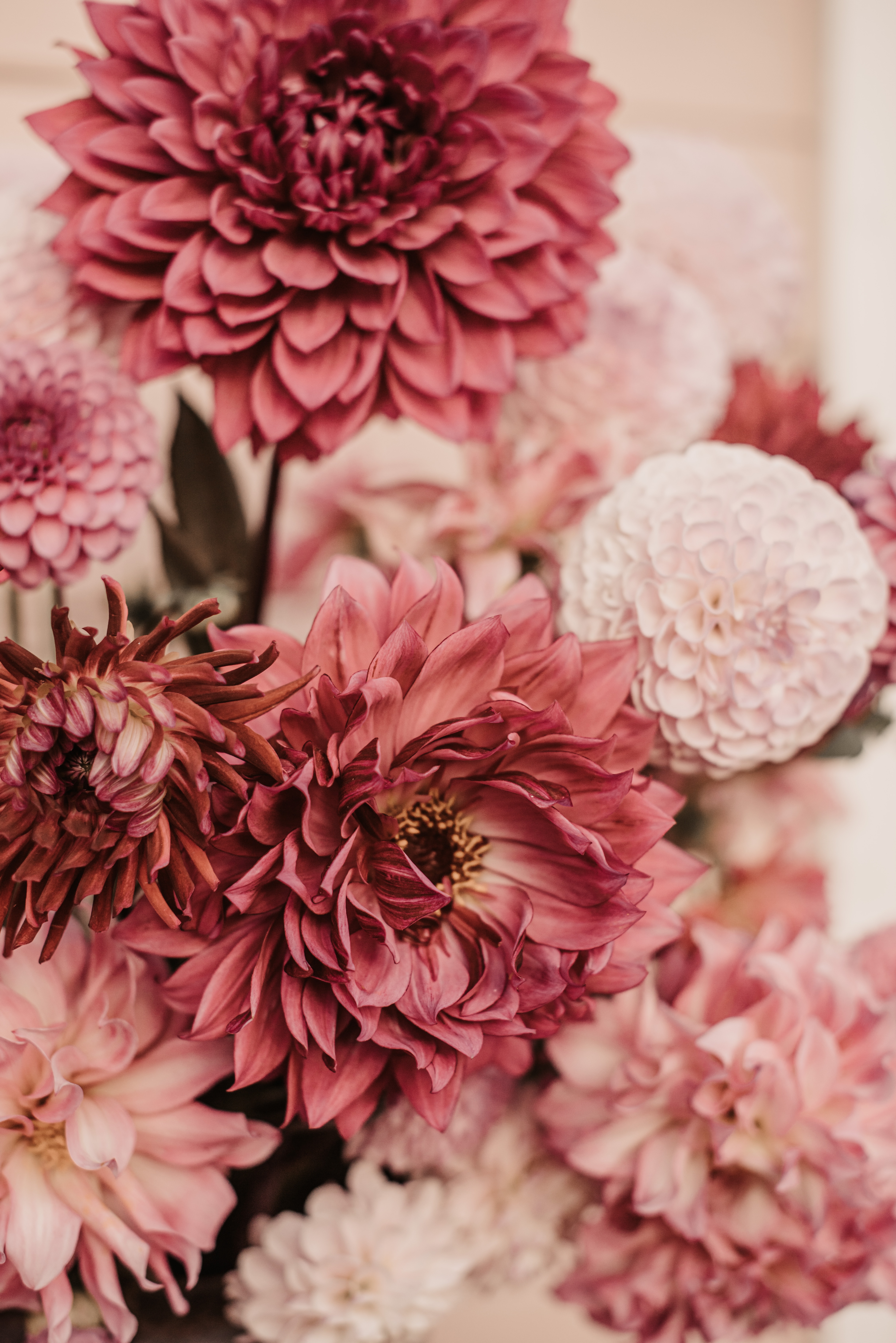 bouquet, pink, flowers, dahlias images