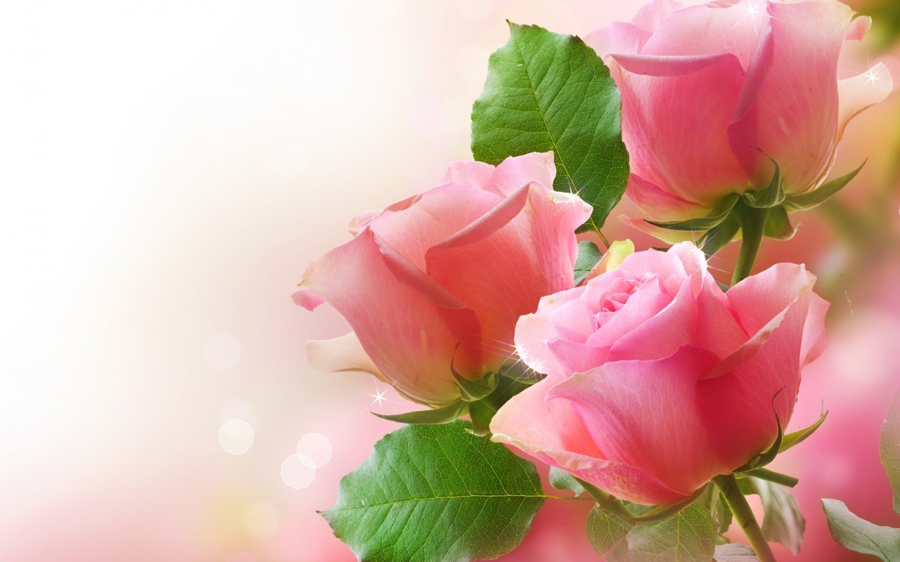 15942 Salvapantallas y fondos de pantalla Roses en tu teléfono. Descarga imágenes de rojo, flores, plantas gratis