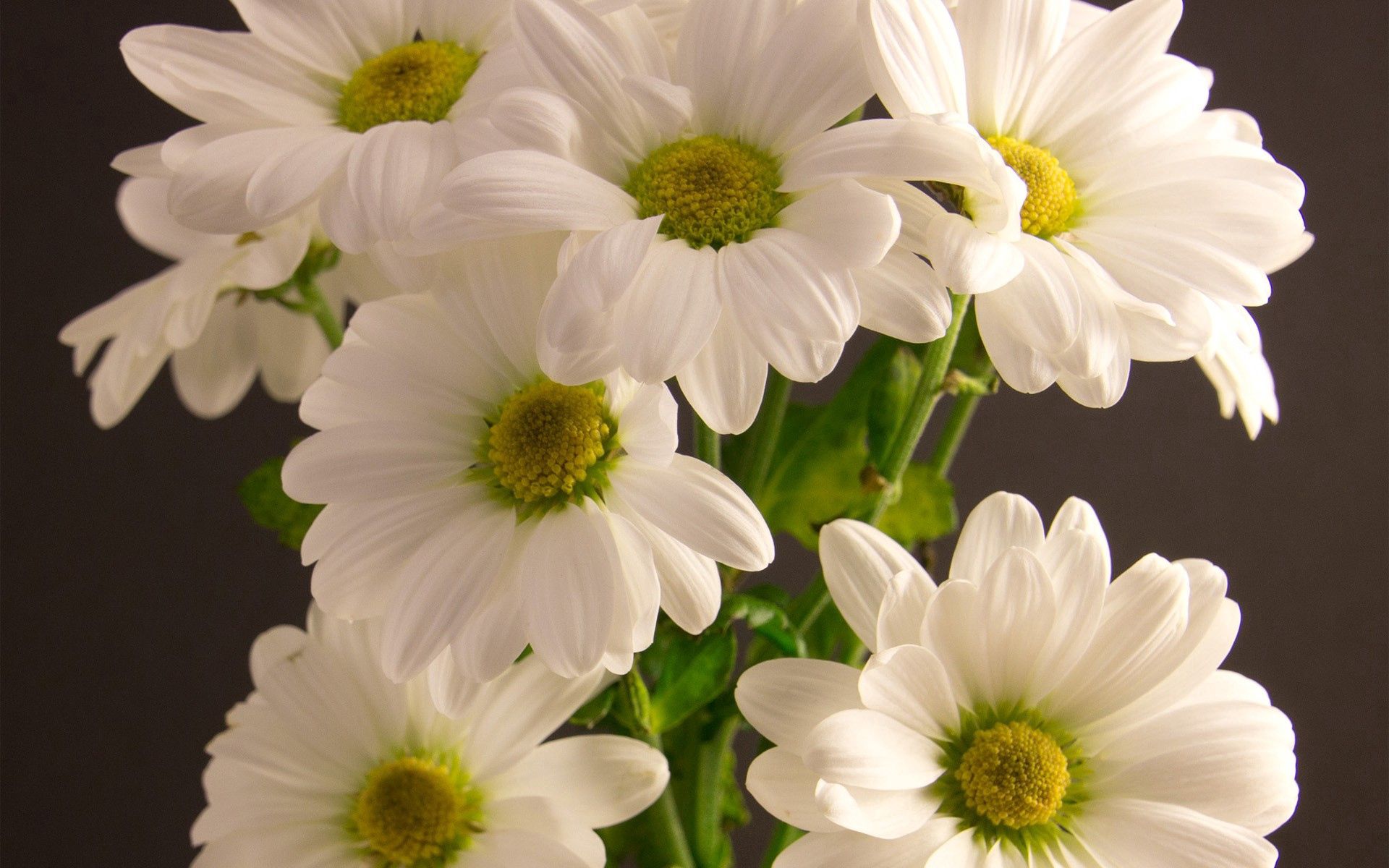 155407 économiseurs d'écran et fonds d'écran Bouquet sur votre téléphone. Téléchargez fleurs, pétales, blanc images gratuitement