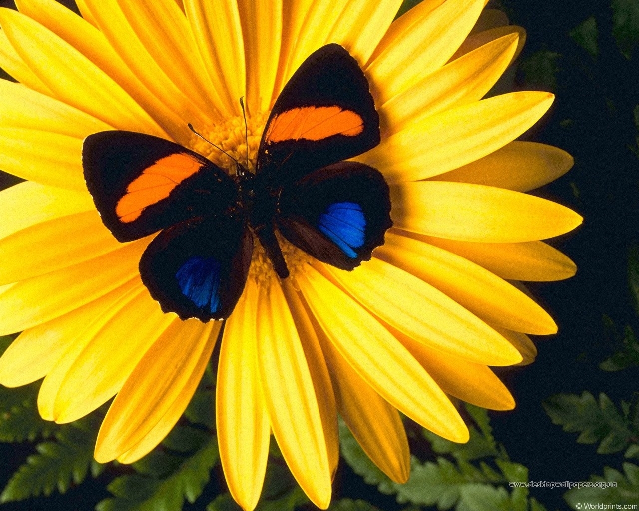 13571 Заставки і шпалери Метелики на телефон. Завантажити квіти, жовтий, комахи картинки безкоштовно