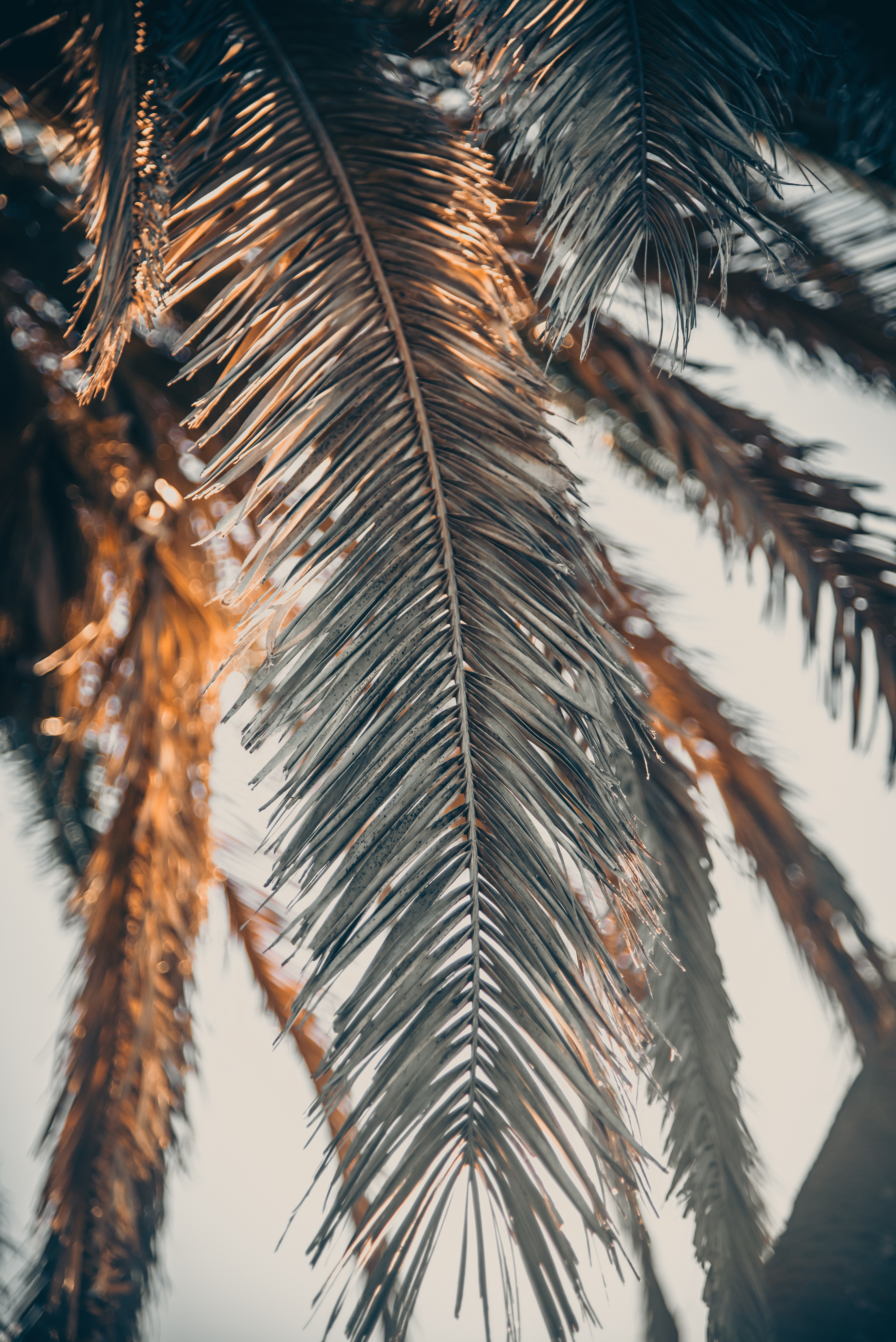 nature, palm, leaf, faded download for free