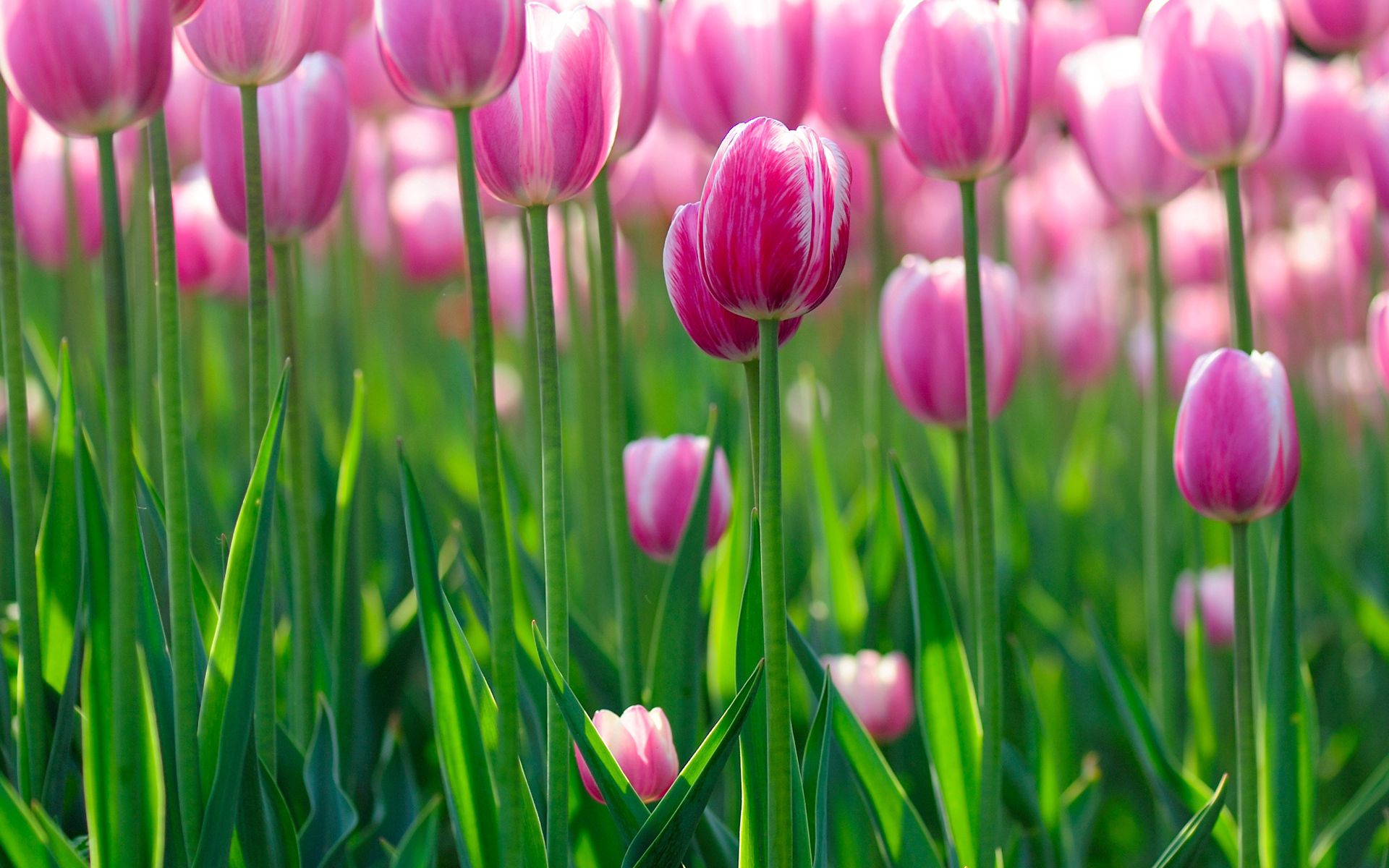 tulips, lot, flowers, greens, field Smartphone Background