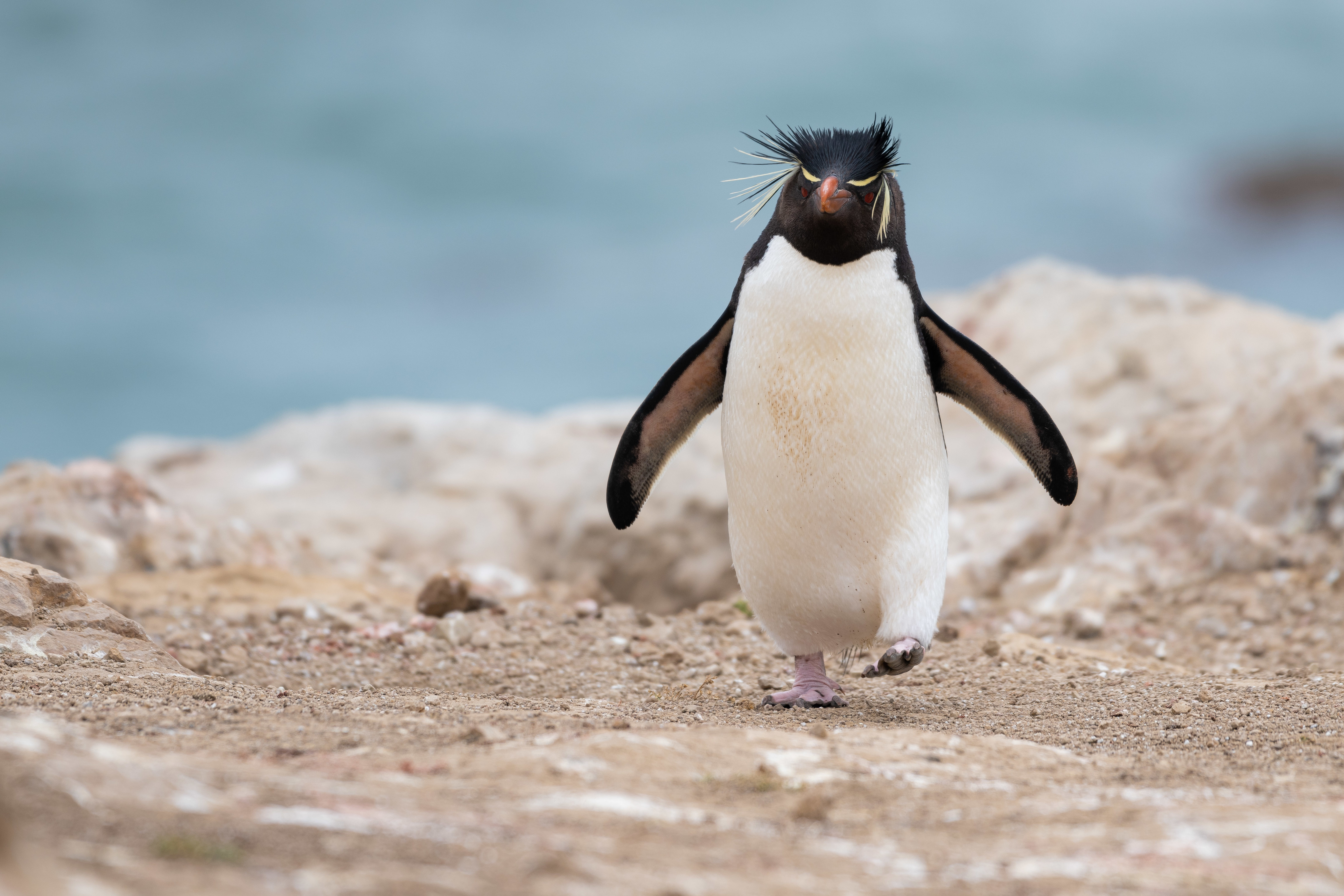 106920 Bildschirmschoner und Hintergrundbilder Pinguin auf Ihrem Telefon. Laden Sie tiere, tier, komisch, lustig, pinguin Bilder kostenlos herunter