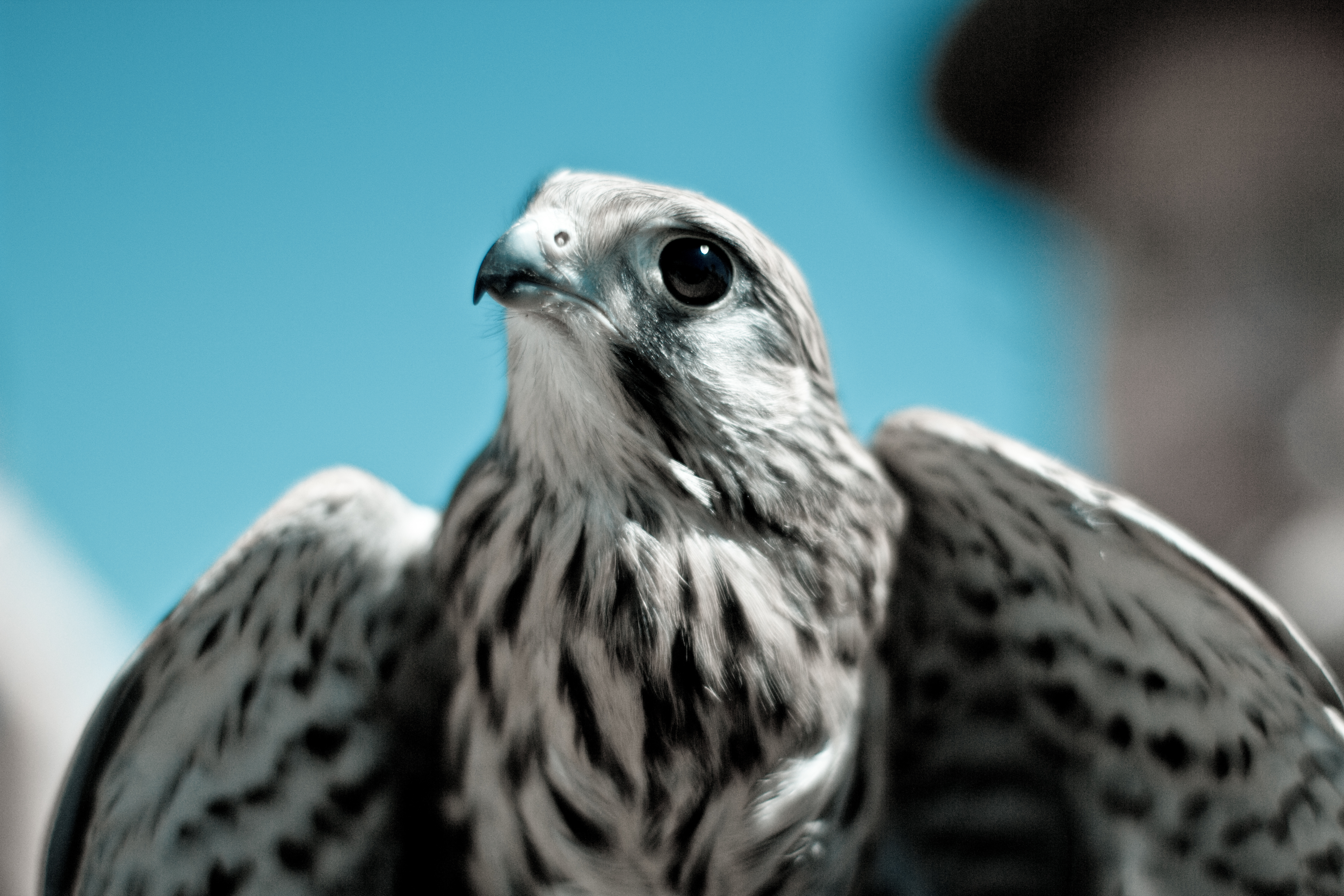 Laden Sie das Tiere, Vogel, Schnabel, Raubtier, Predator, Falke-Bild kostenlos auf Ihren PC-Desktop herunter