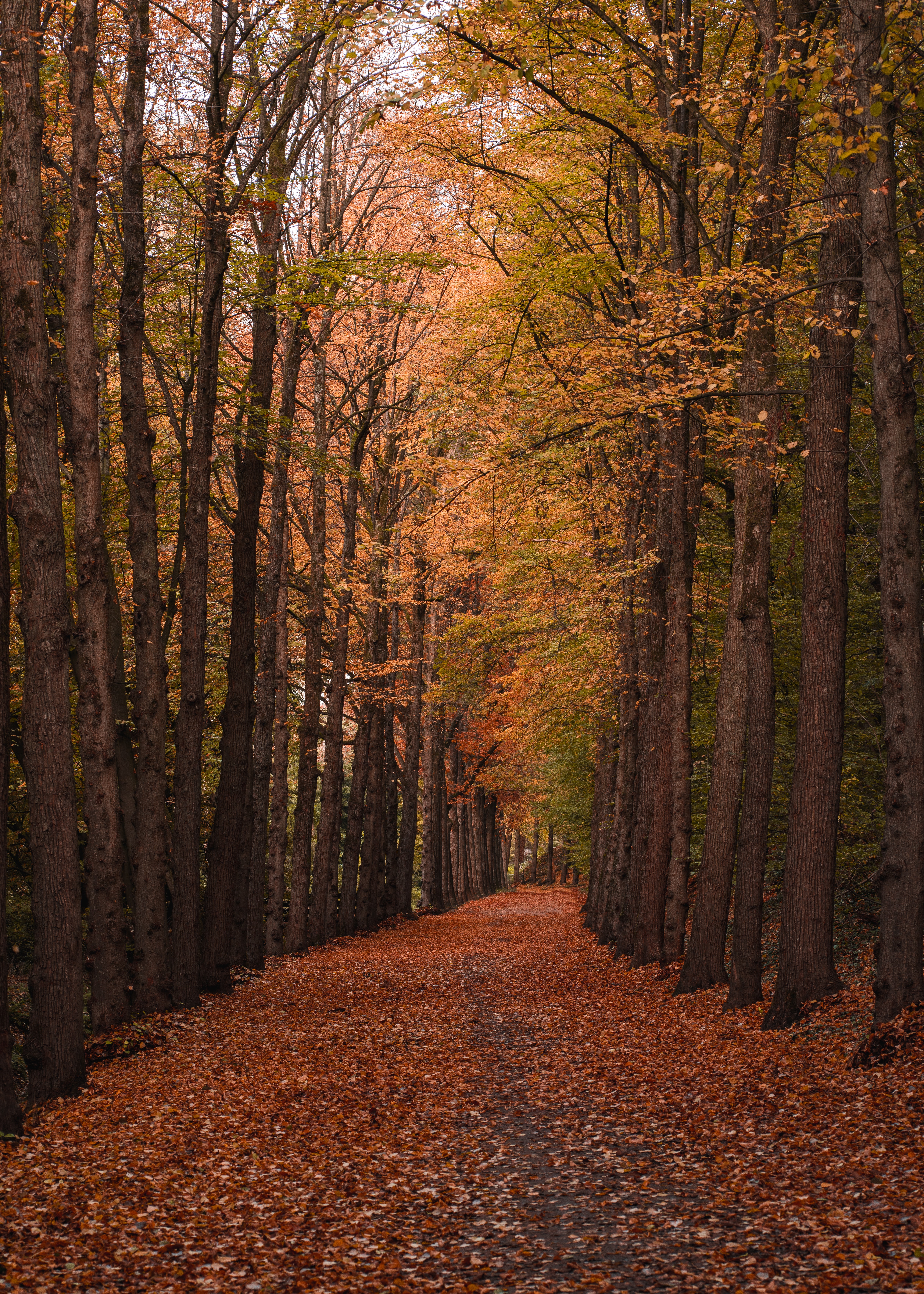 Handy-Wallpaper Natur, Bäume, Herbst, Wald, Laub, Spur, Track kostenlos herunterladen.