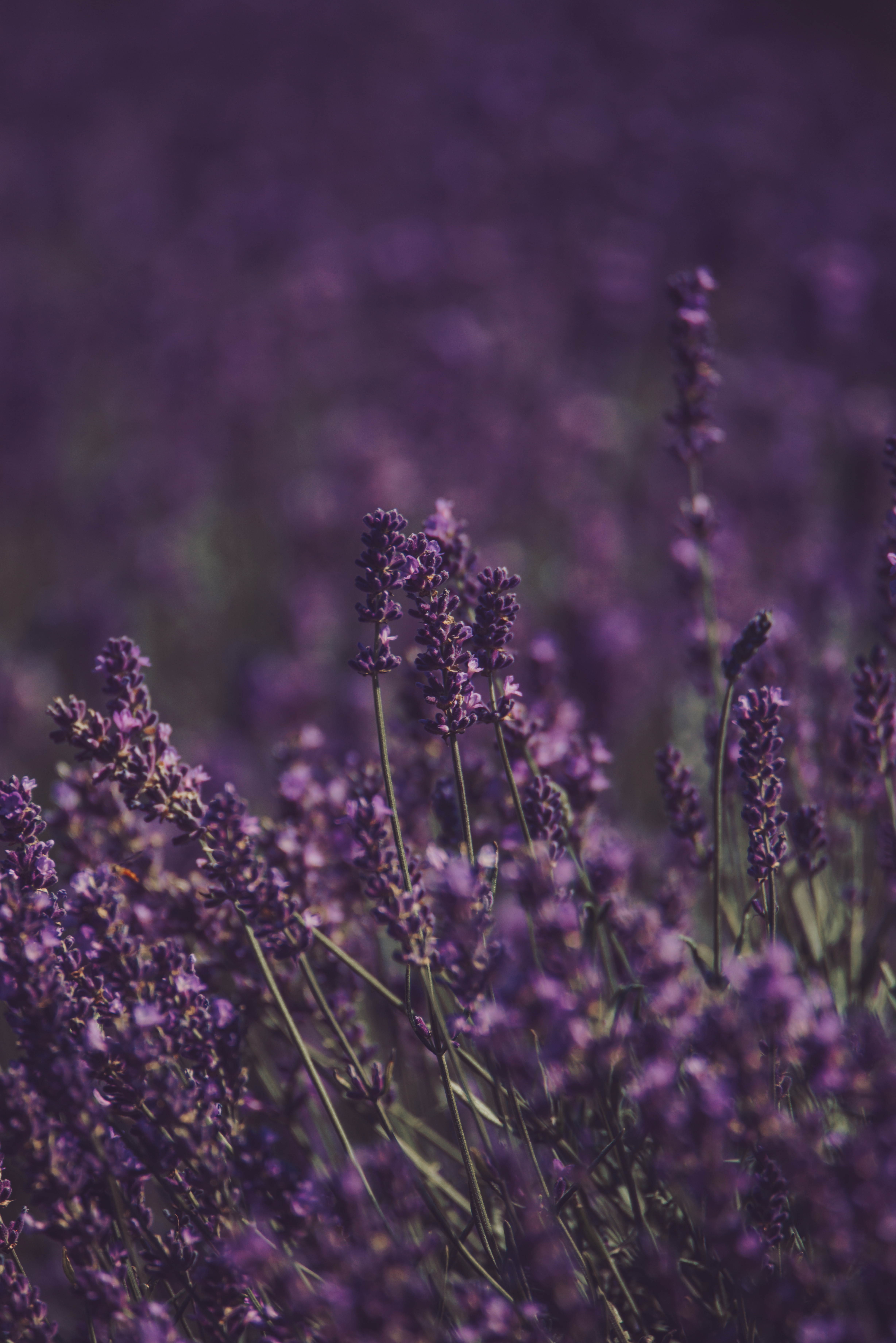 32k Wallpaper Purple lavender, field, flowers, flowering