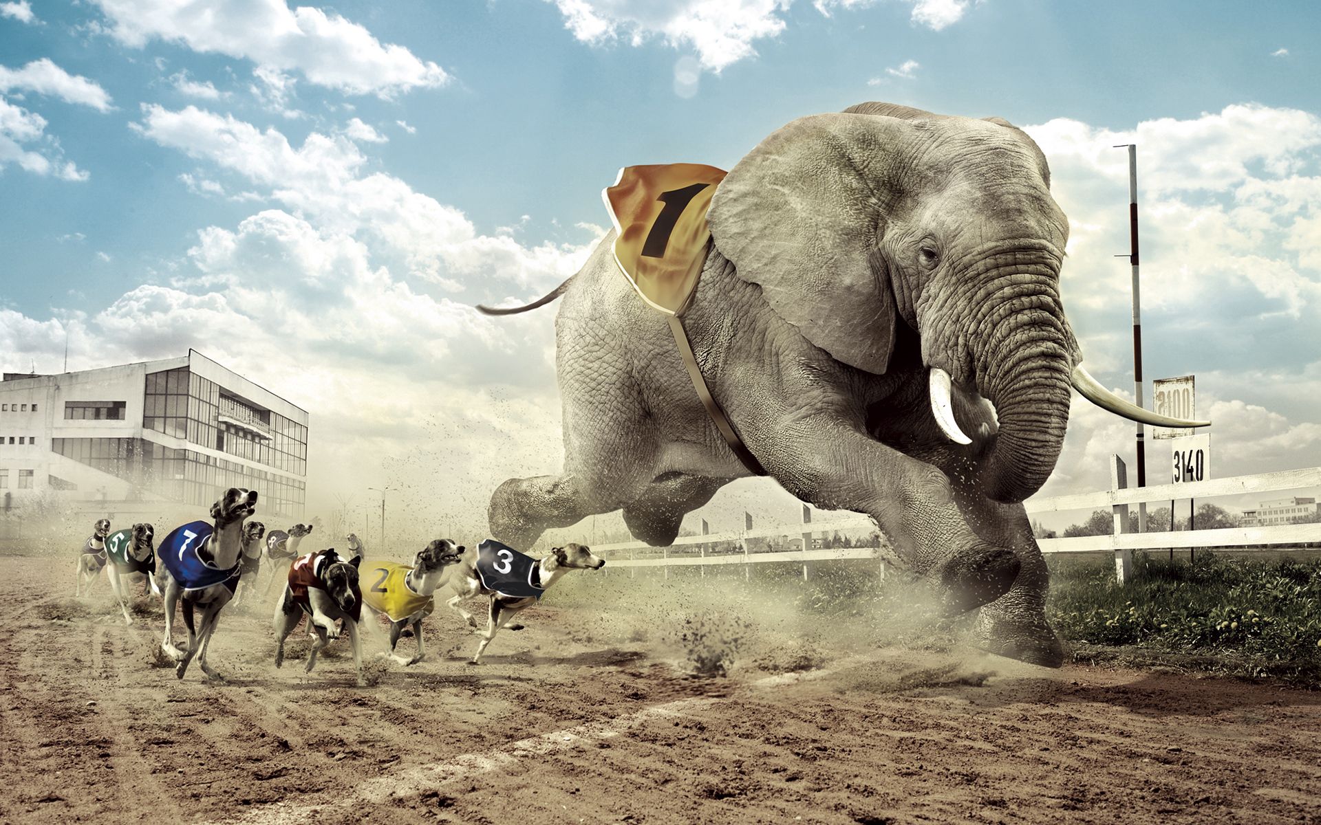 glass, animals, grass, sky, sand, building, lights, dog, lanterns, house, fence, fangs, cloud, track, elephant, heat, race, competition
