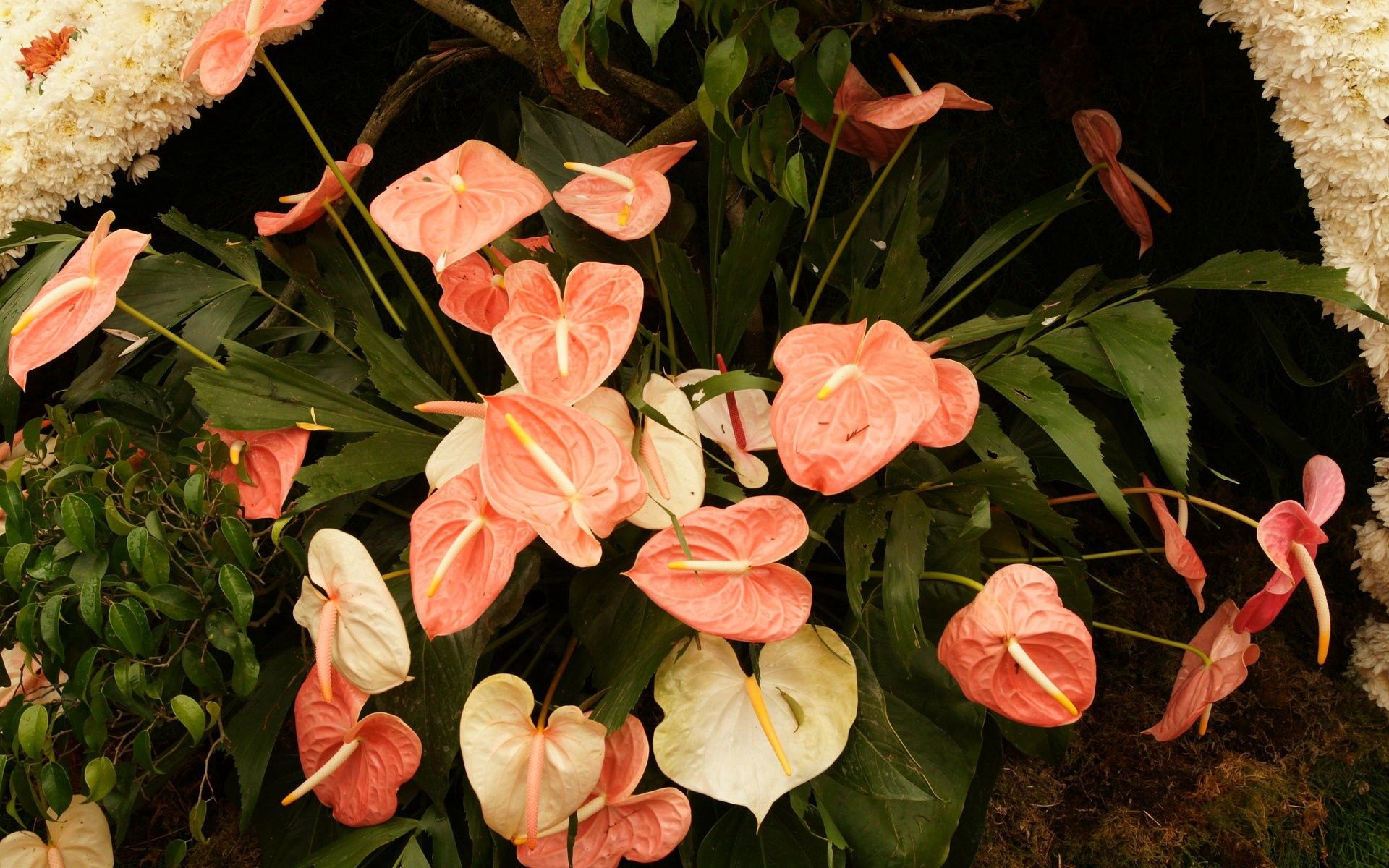 flower, anthurium, leaves, flowers New Lock Screen Backgrounds