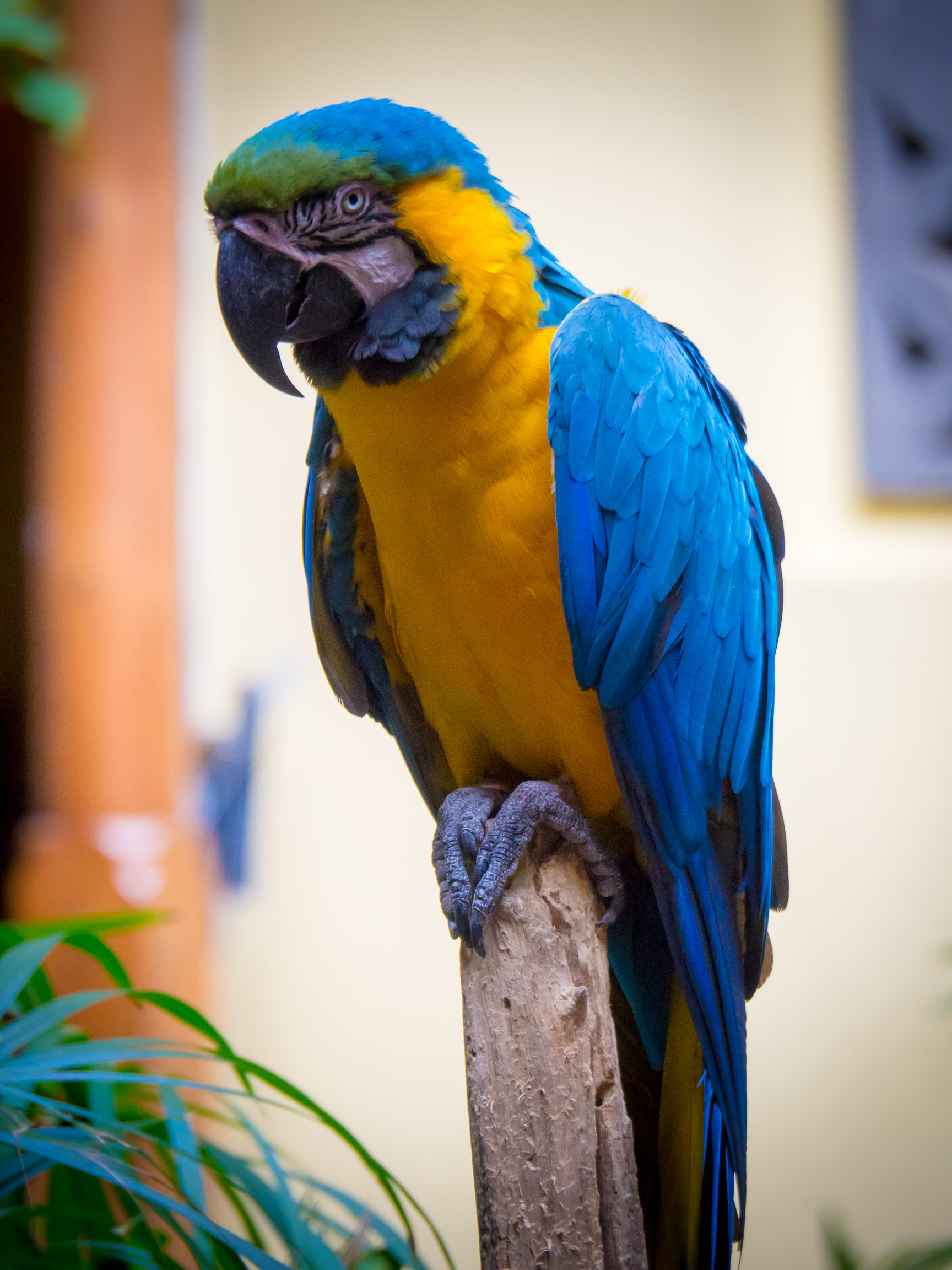 bright, animals, parrots, feather, bird, macaw