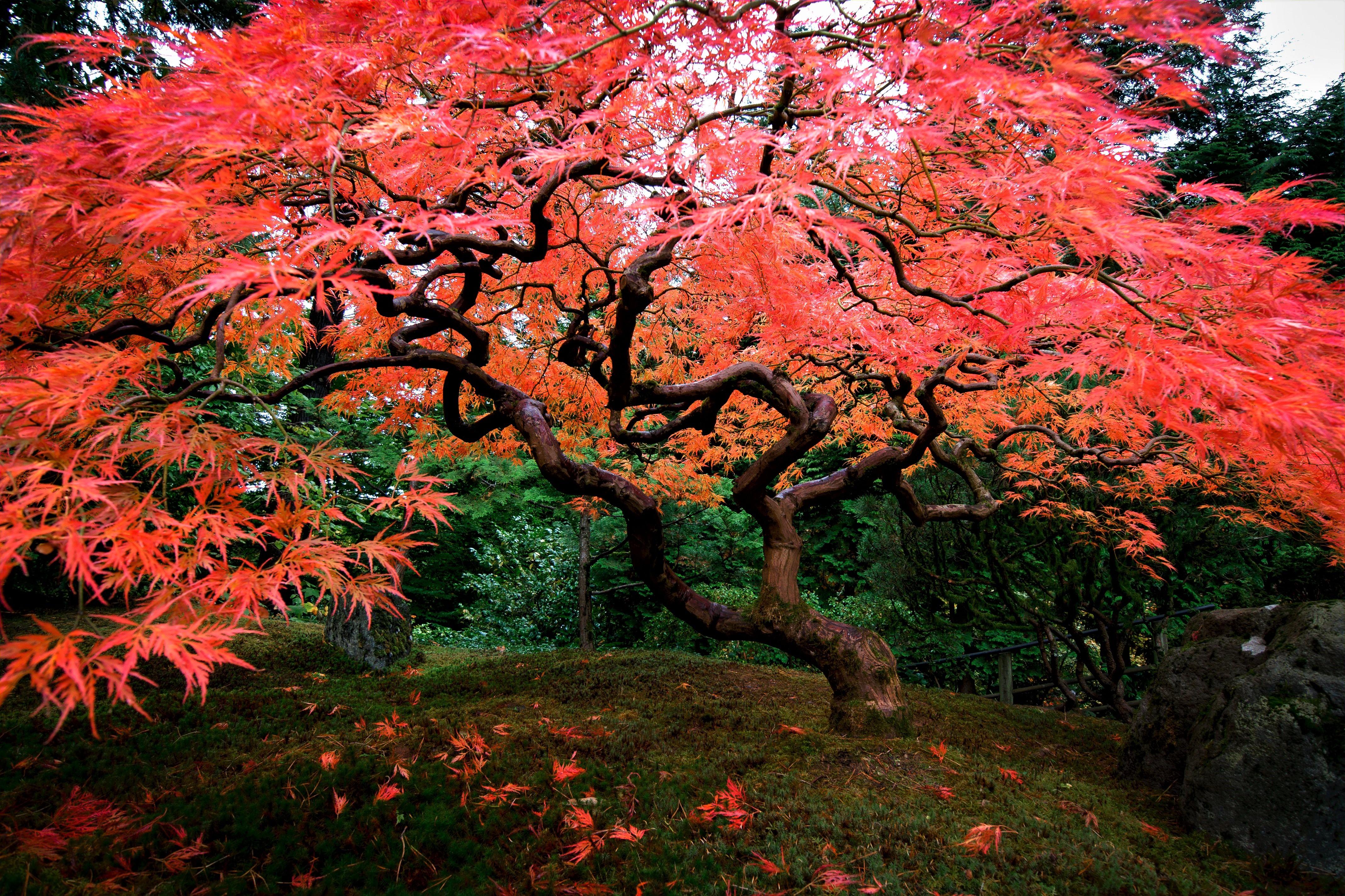 Червонное дерево. Клен японский Acer japonicum. Японский клен дерево. Клен японский красный веерный. Клен японский карликовый.