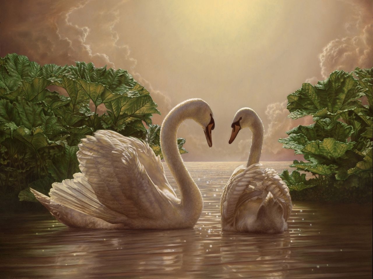 orange, birds, pictures Swans HD Android Wallpapers