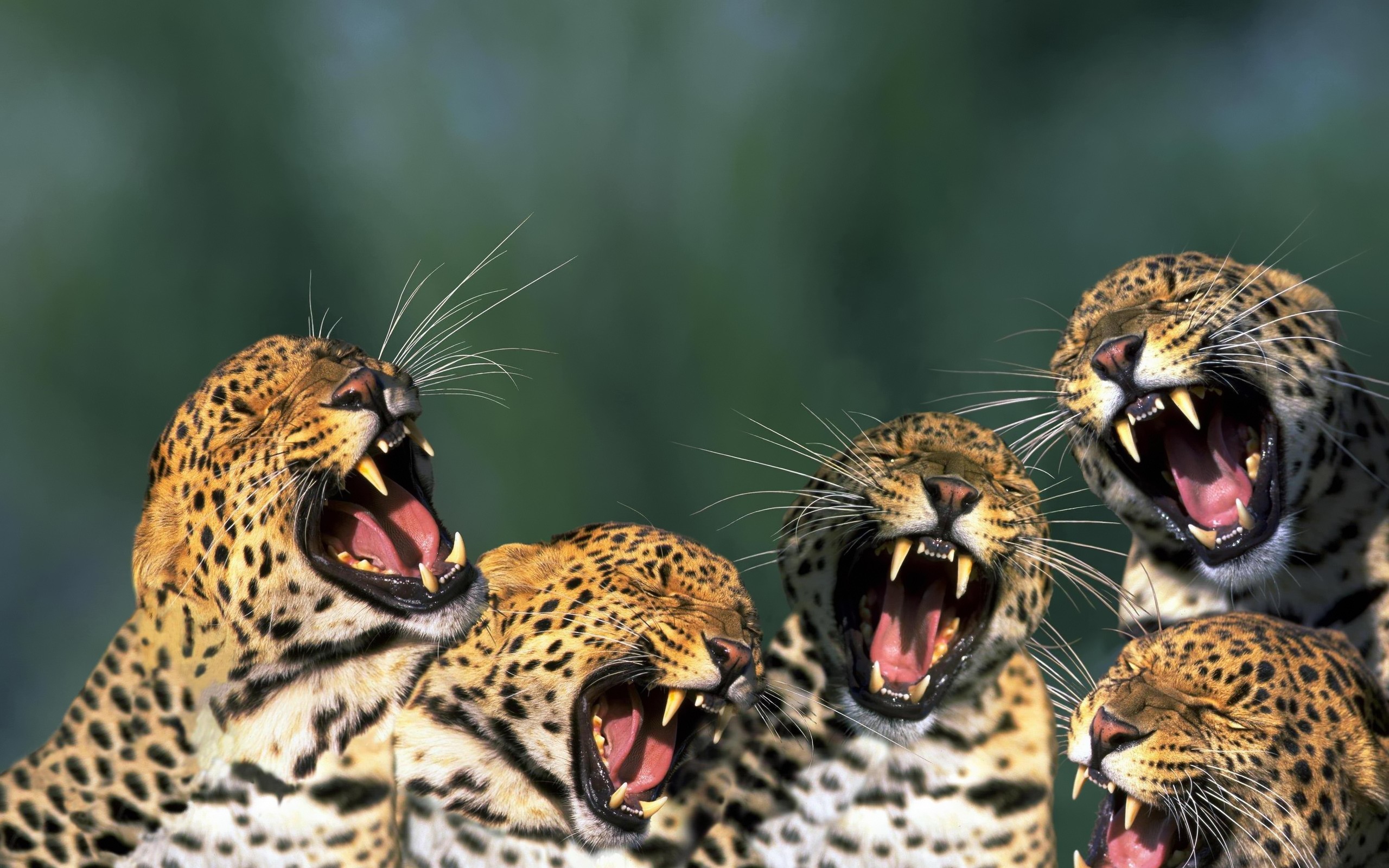 animal, jaguar, cats Free Stock Photo