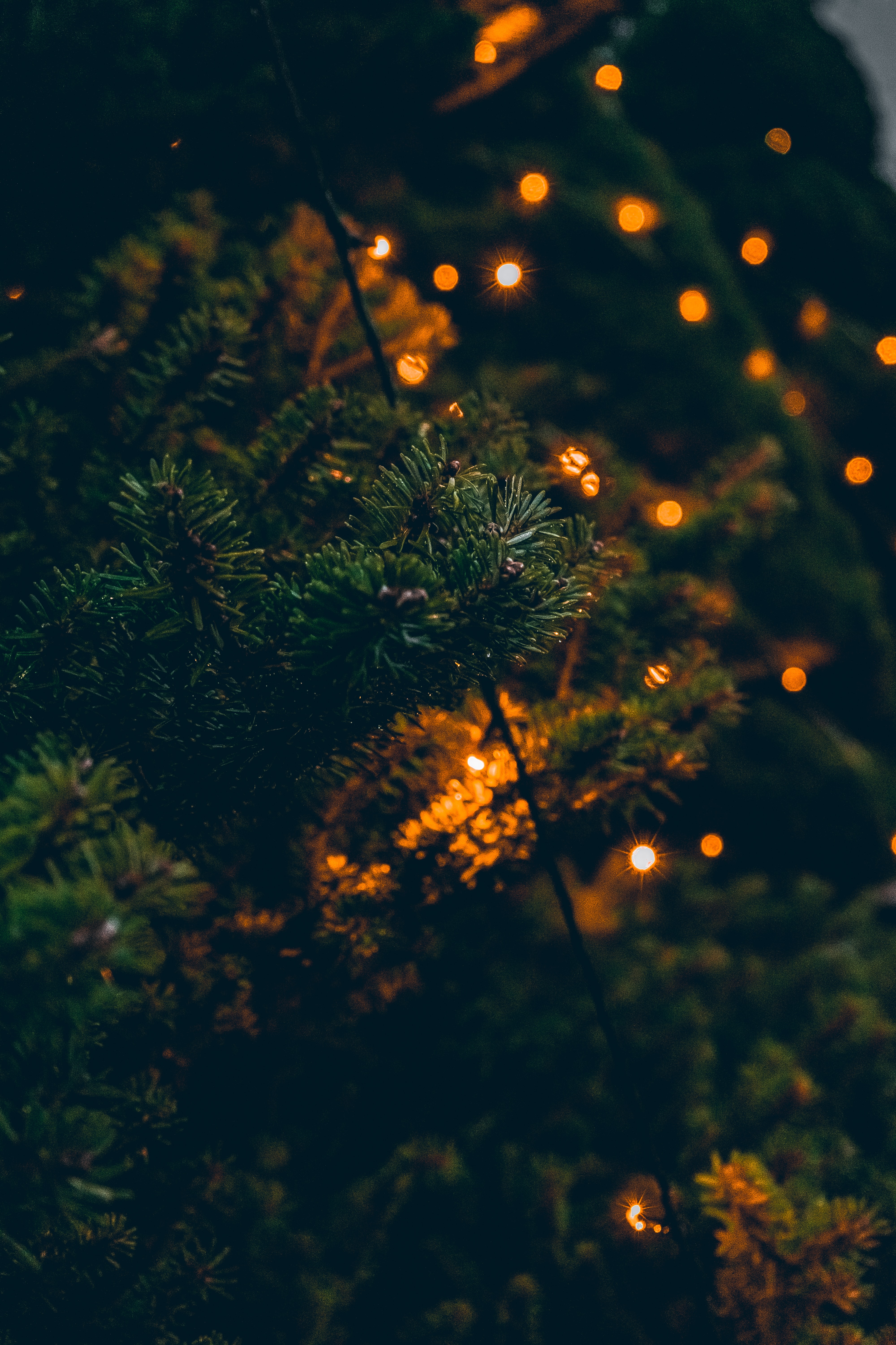 branches, garland, lights, christmas tree, holidays, glare