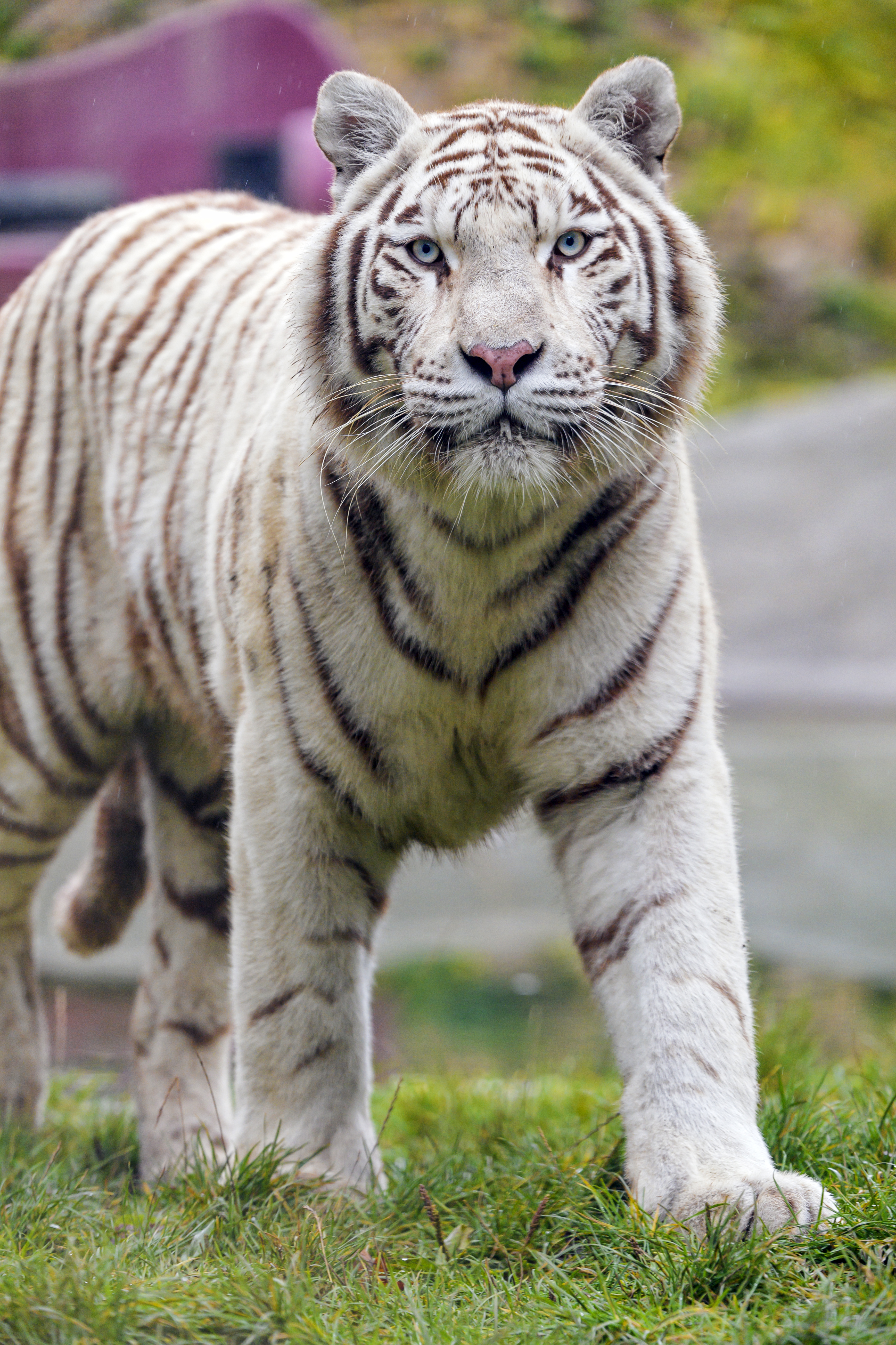 70046 скачать обои тигр, белый тигр, животные, хищник, большая кошка, дикая природа - заставки и картинки бесплатно
