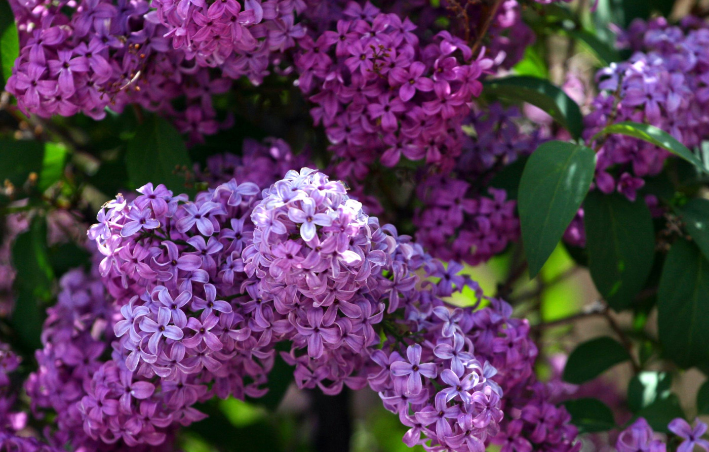 earth Lilac HD Android Wallpapers
