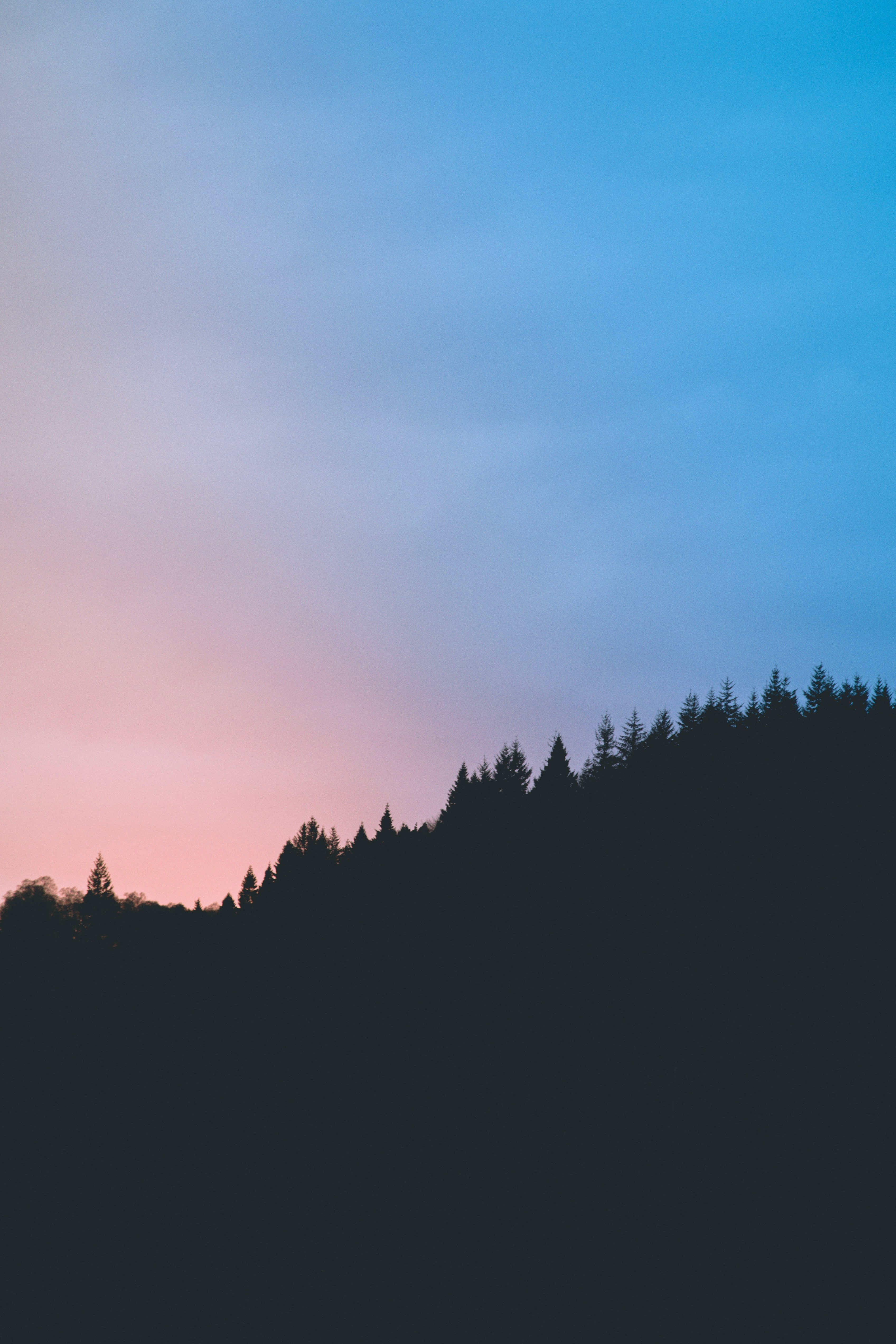 download for free dark, trees, nature, dusk