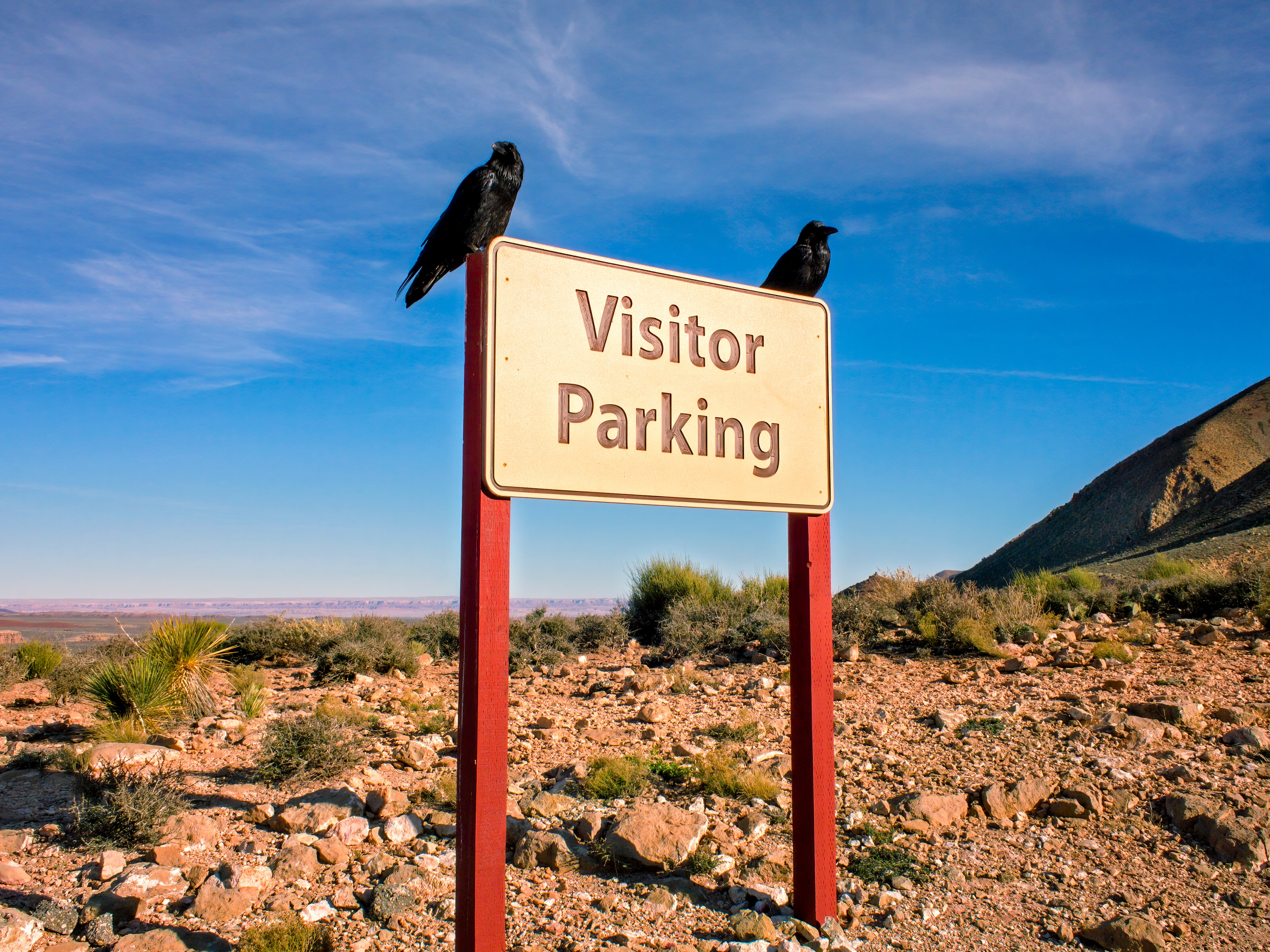 Crows text, parking, sign, birds 8k Backgrounds