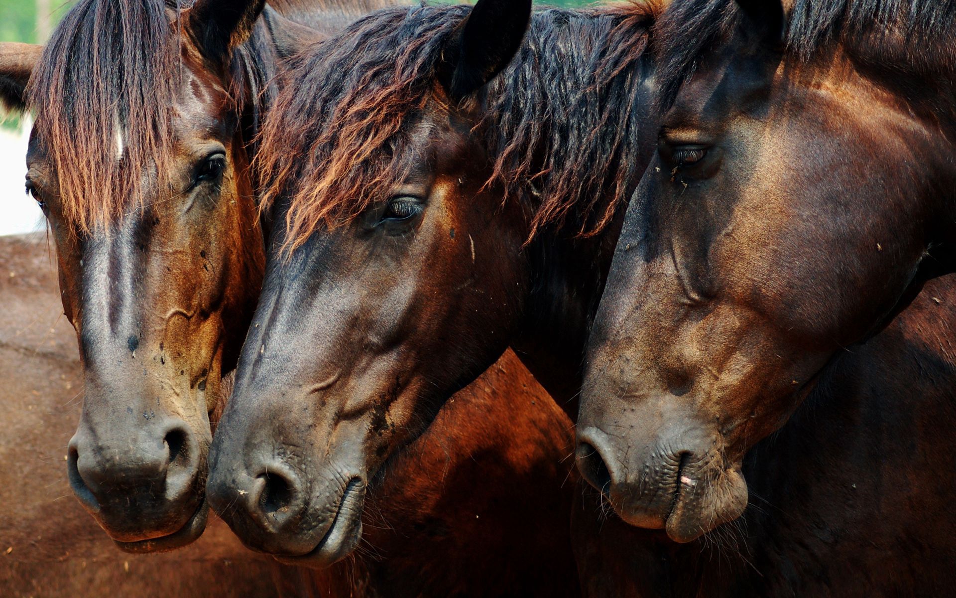 three, head, horses, brown Color HD Android Wallpapers