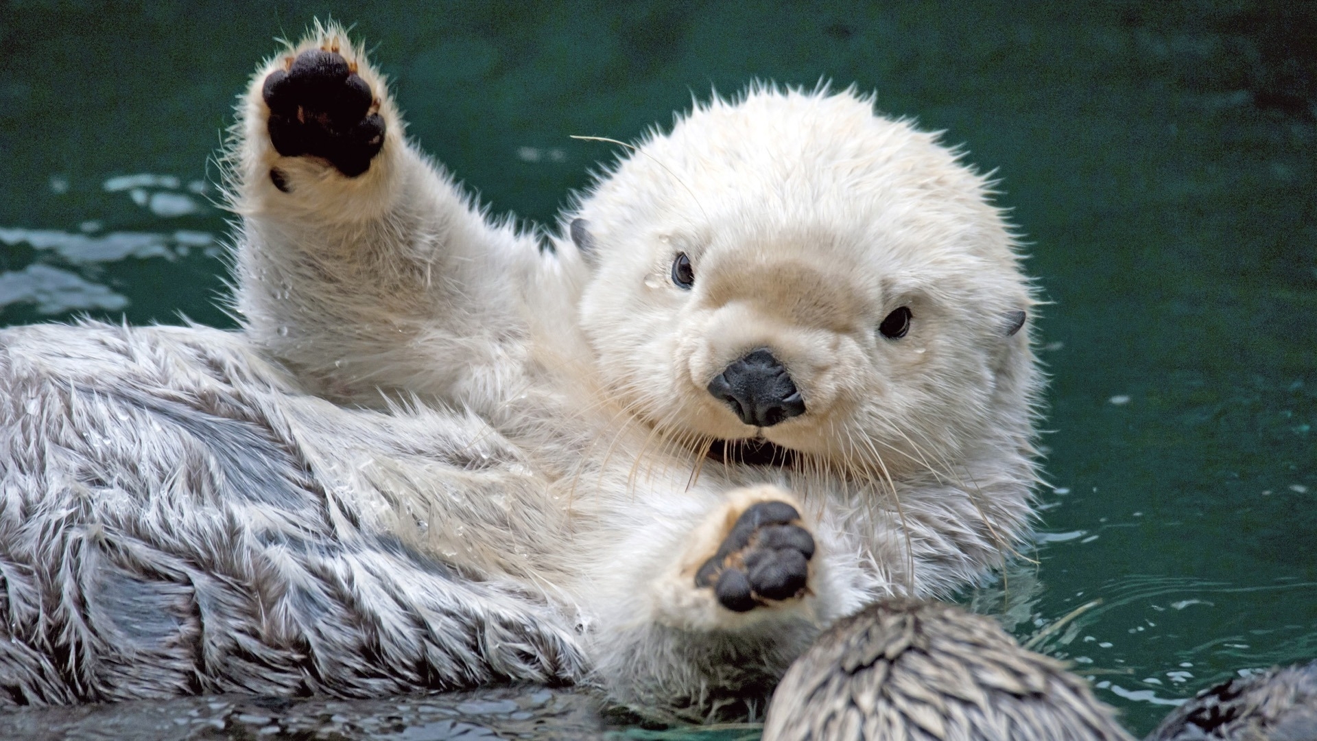 28548 Bild herunterladen tiere, otters - Hintergrundbilder und Bildschirmschoner kostenlos