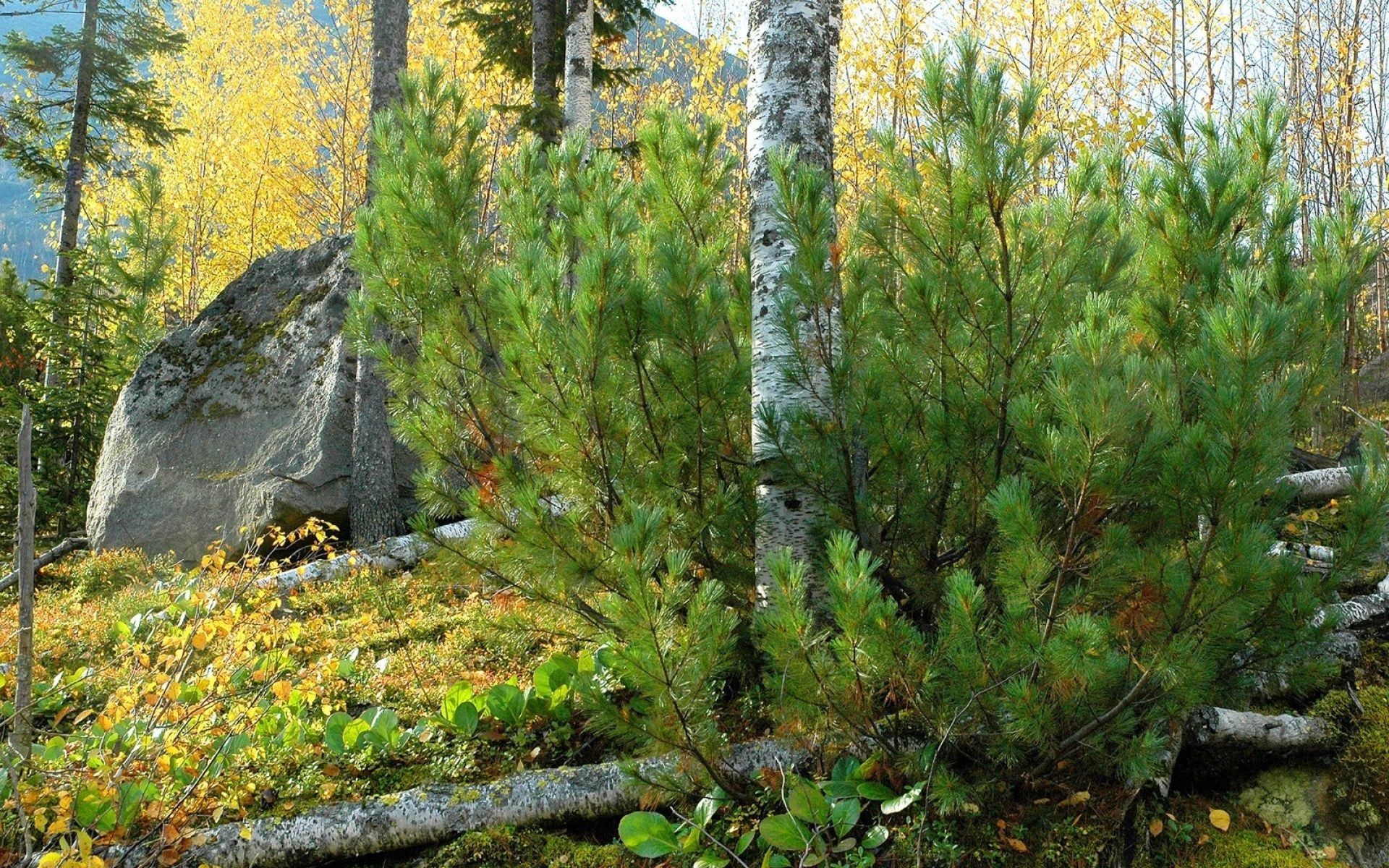 rock, trees, nature, pine, stone, trunks, birch, lump HD wallpaper
